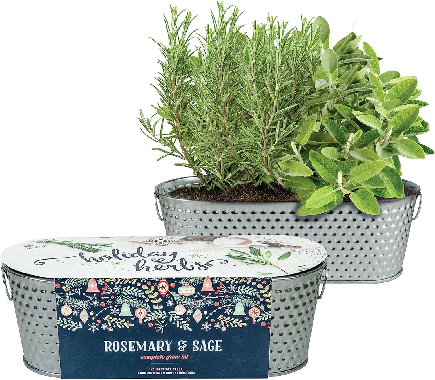Buzzy Seeds Rosemary and Sage Holiday Herb Garden Indoor Starter Kit