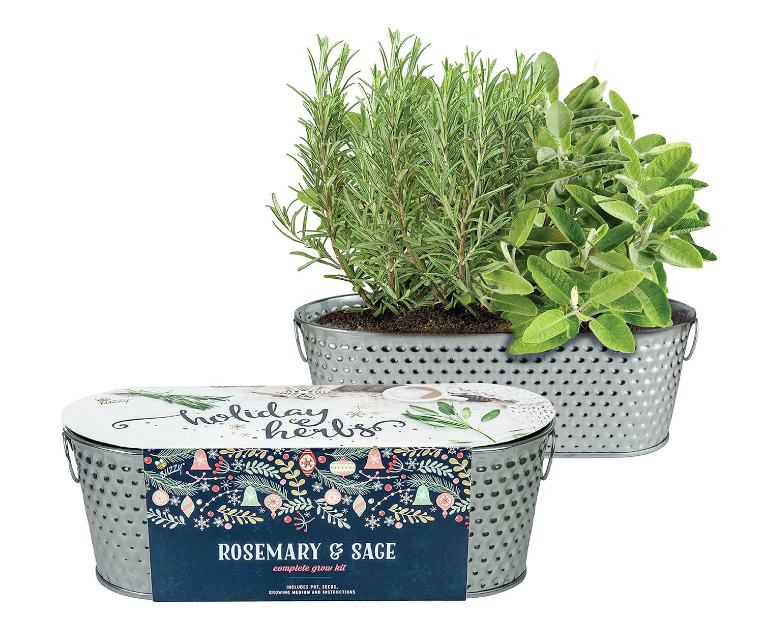 Buzzy Seeds Rosemary and Sage Holiday Herb Garden Indoor Starter Kit