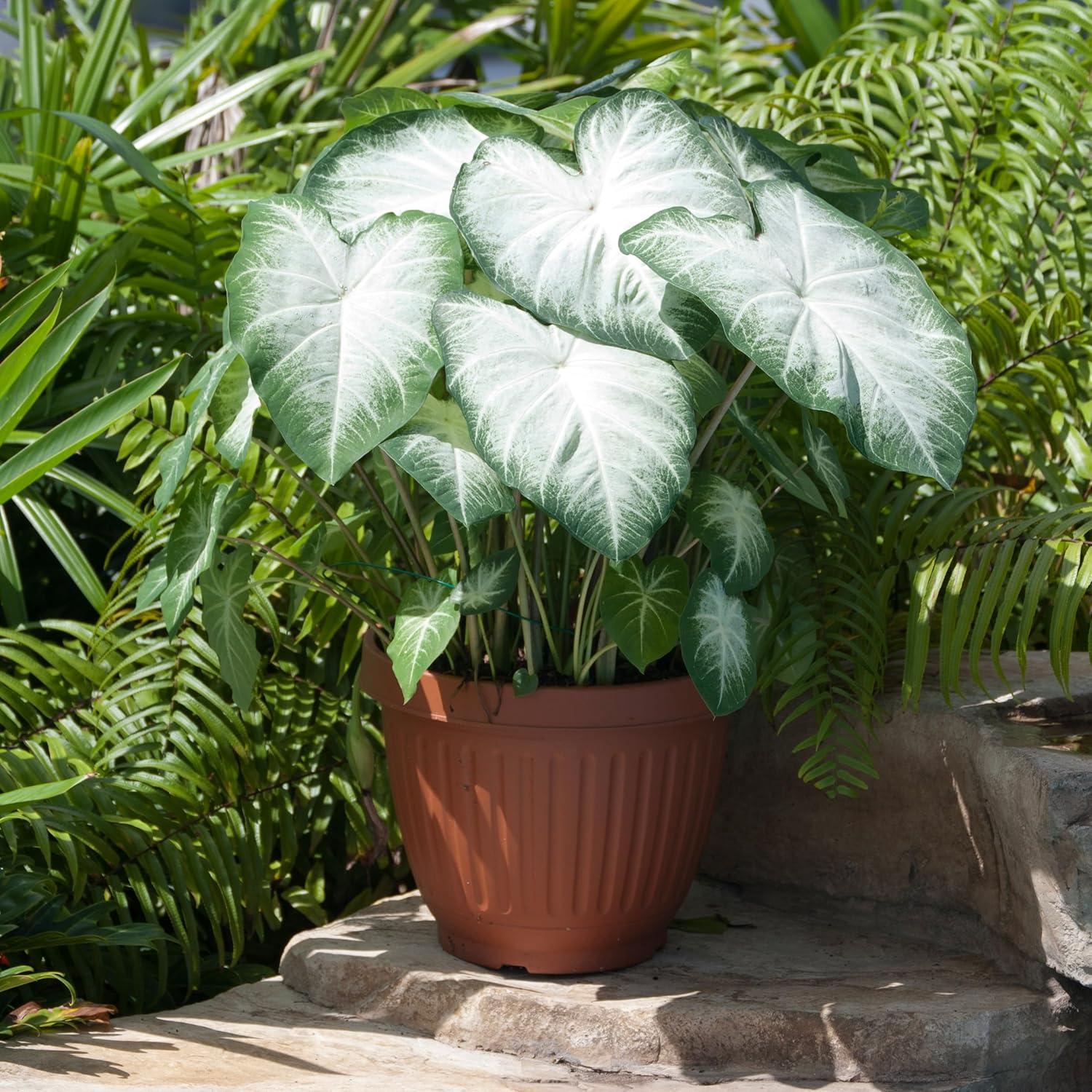 Garden State Bulb Aaron White Caladium Bulbs, Bare Roots (Bag of 10)