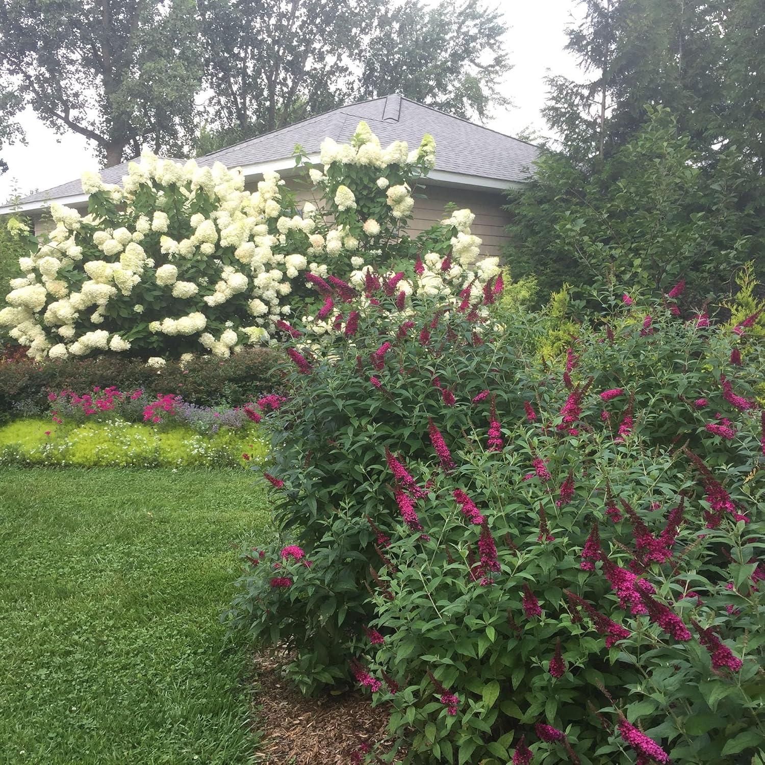 Miss Molly Pink and Red Butterfly Bush in 2-Gallon Container