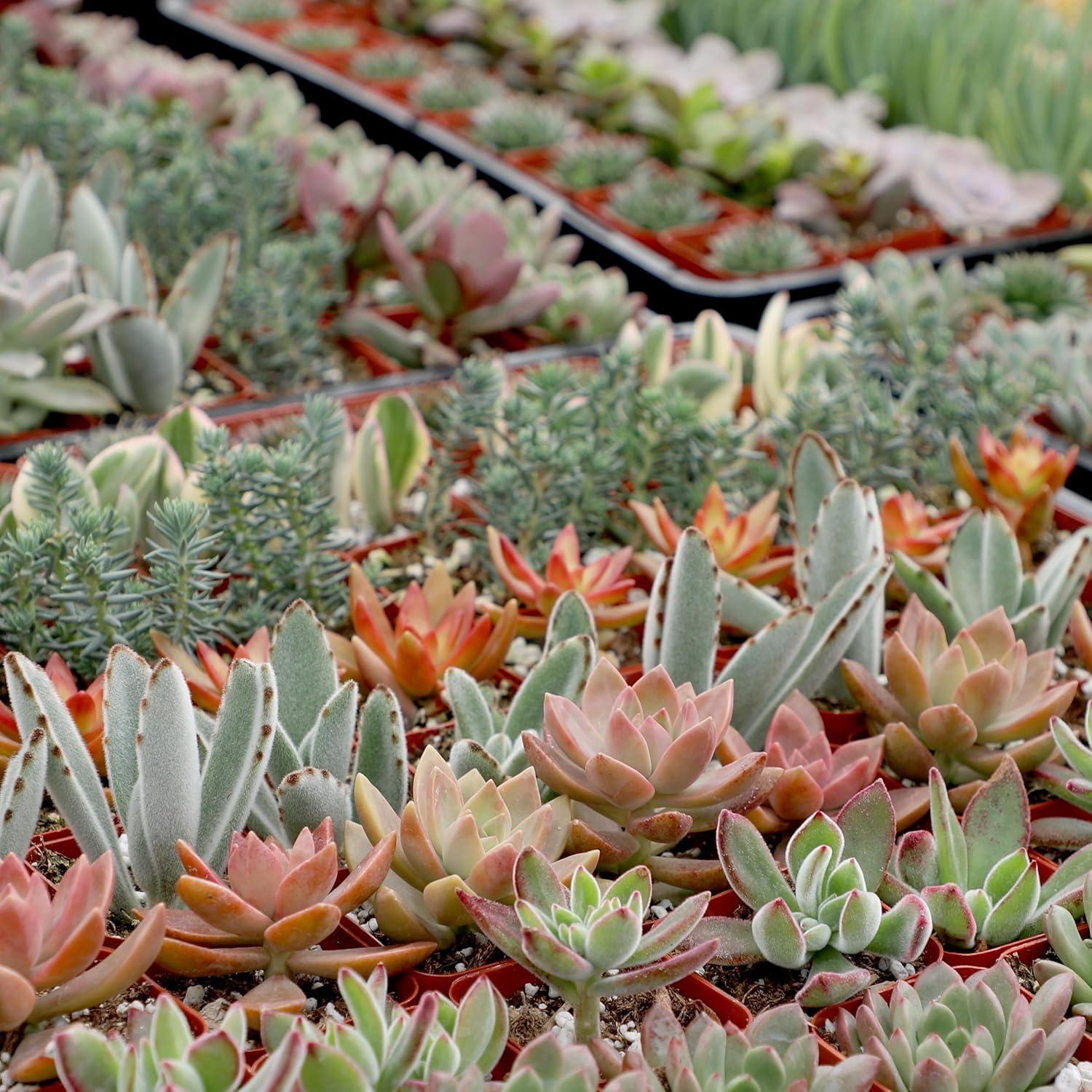 Altman Specialty Plants Live Succulent Plant in Nursery Pot