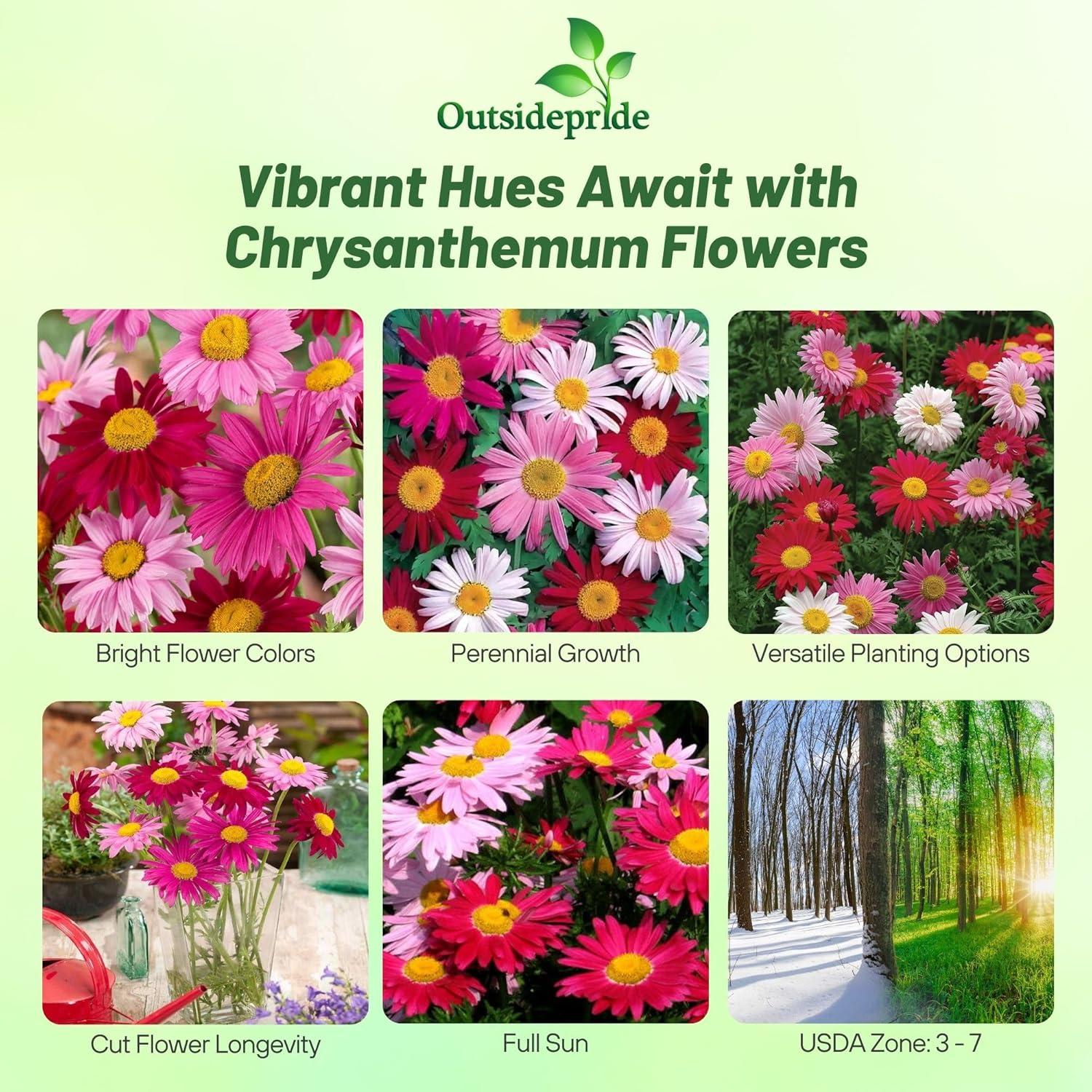 Outsidepride Robinson's Mix Chrysanthemum Seeds - 5000 MHD1Pcs. Perennial, Drought Tolerant Flower Seeds for Planting in Pollinator Gardens, Cut Flowers & Low Maintenance Landscaping