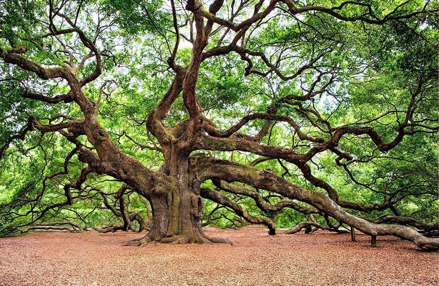 Southern Live Oak Tree with Dark Green Foliage, 3 Live Plants