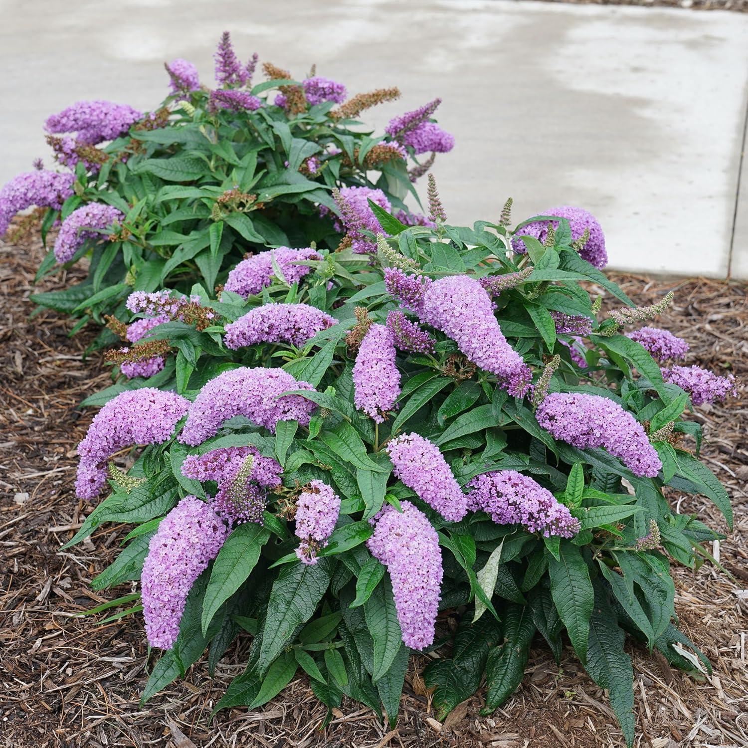 Proven Winner Pugster Amethyst 2 Gal. Buddleia, Purple Blooms