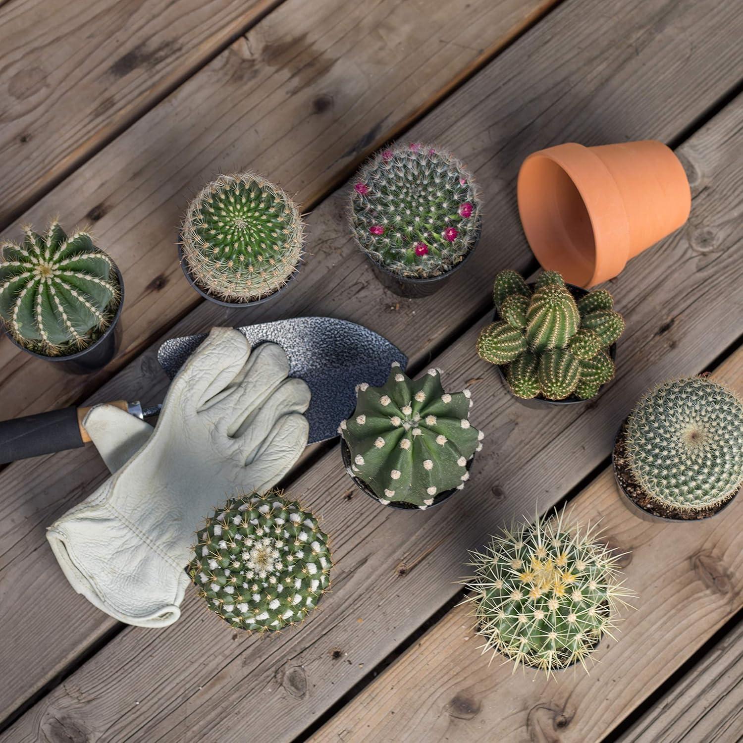 Altman Plants Large Cactus Plants 6-Pack; 3.5 Inch Grower Pots, Full Sun; Easy Plant Care