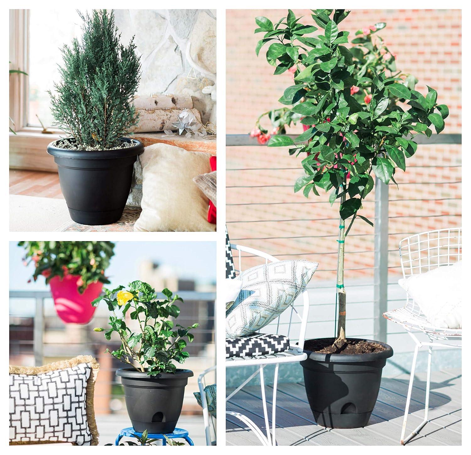 Bloem LP0642, Living Green, 6-Inch LP0842 Lucca Planter