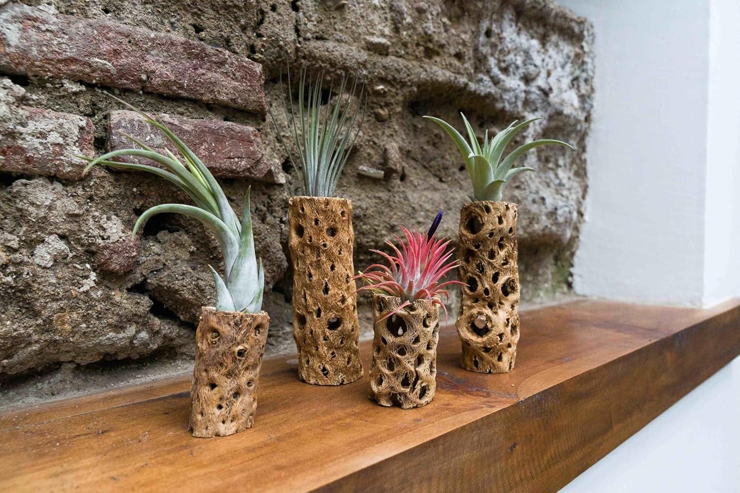 Air Plant Shop 6 Inch Natural Cholla Wood Container with Tillandsia Assorted Air Plants- Wholesale and Bulk - Succulents - Live Tillandsia - Easy Care Indoor and Outdoor House Plants (Pack of 1)