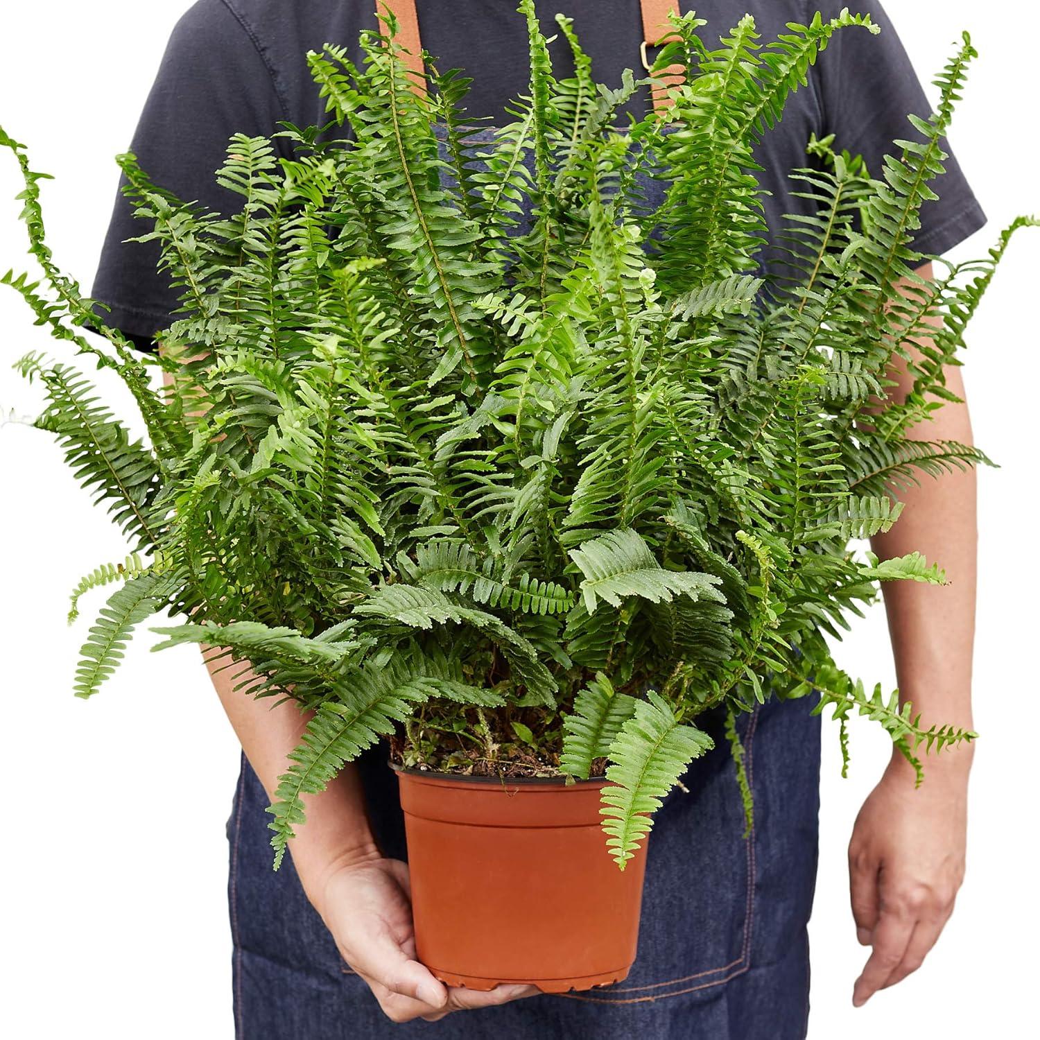 Jester's Crown Fern in 6" Terracotta Pot