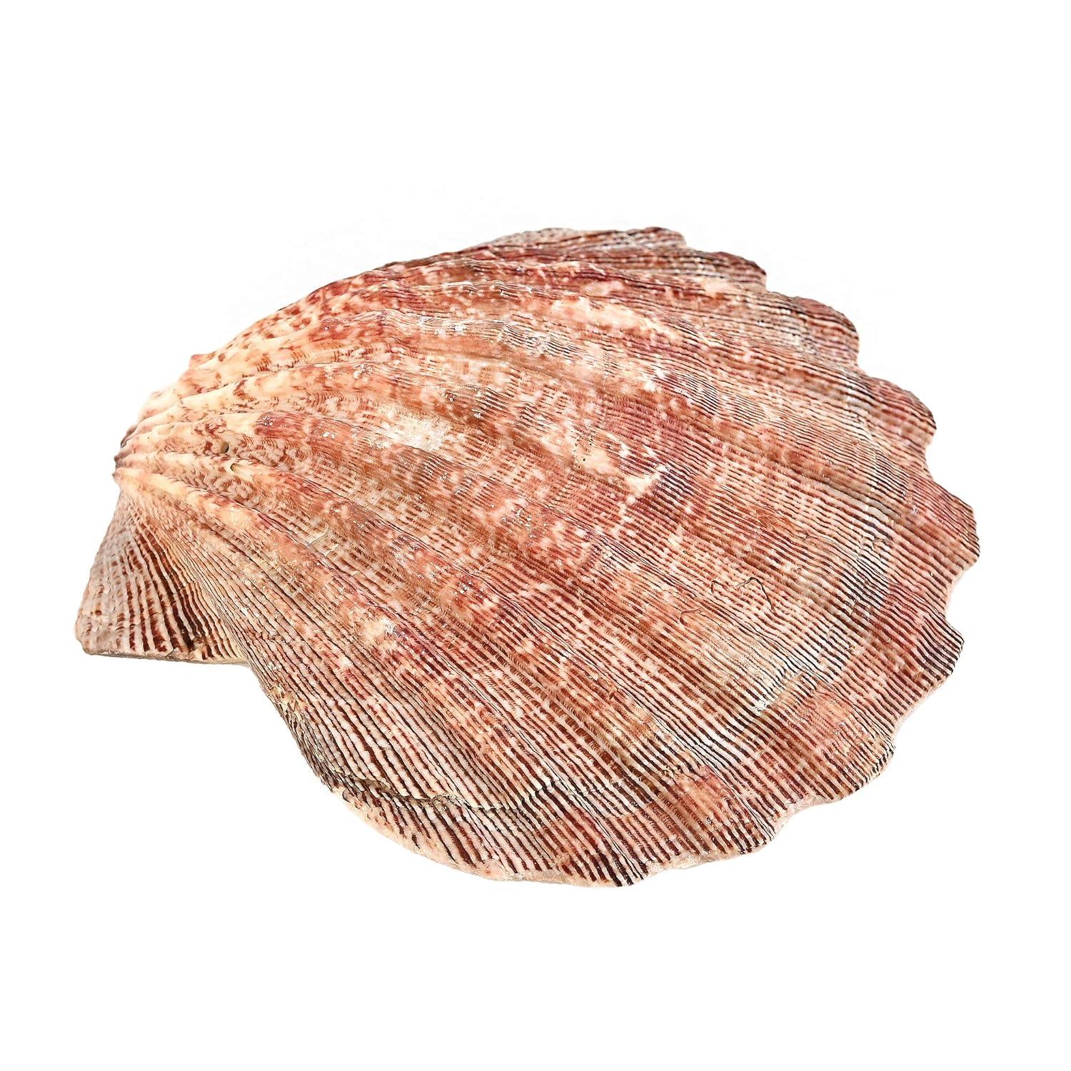 Large Red and Orange Lion Paw Shell Figurine