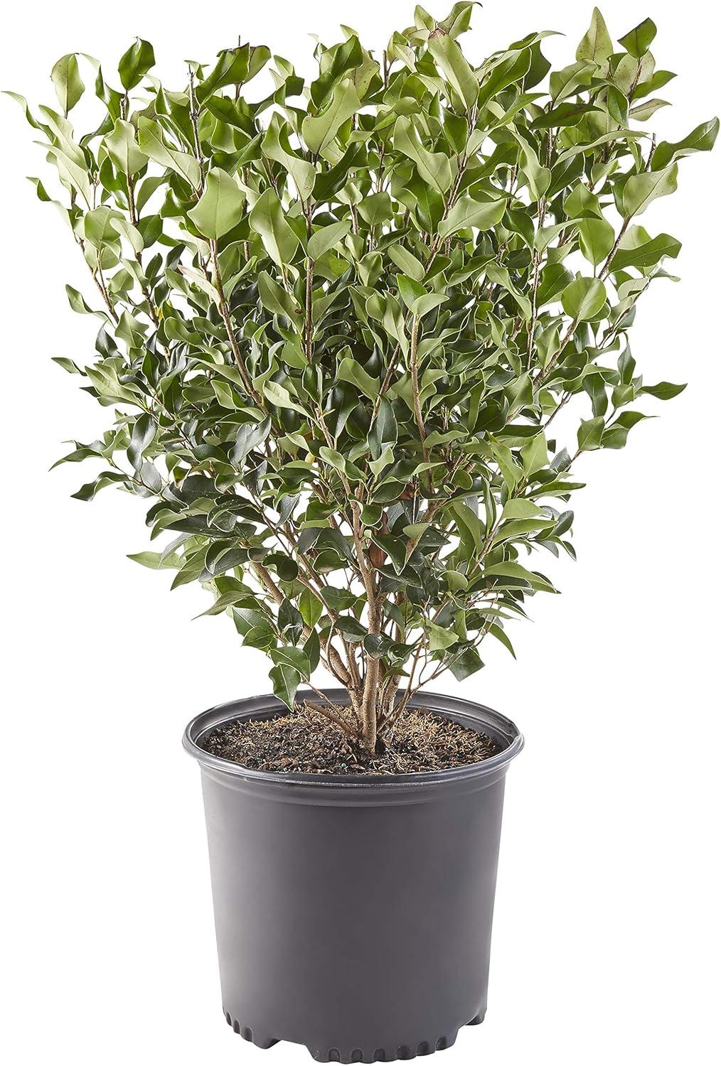 Expert Gardener 2.25 Gallon Ligustrum Recurvifolium Privet Live Shrub