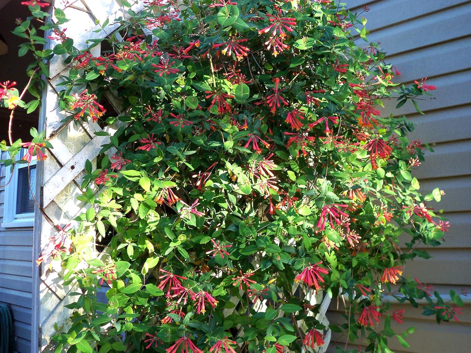 Coral Honeysuckle 3-Pack Live Plants for Hummingbirds