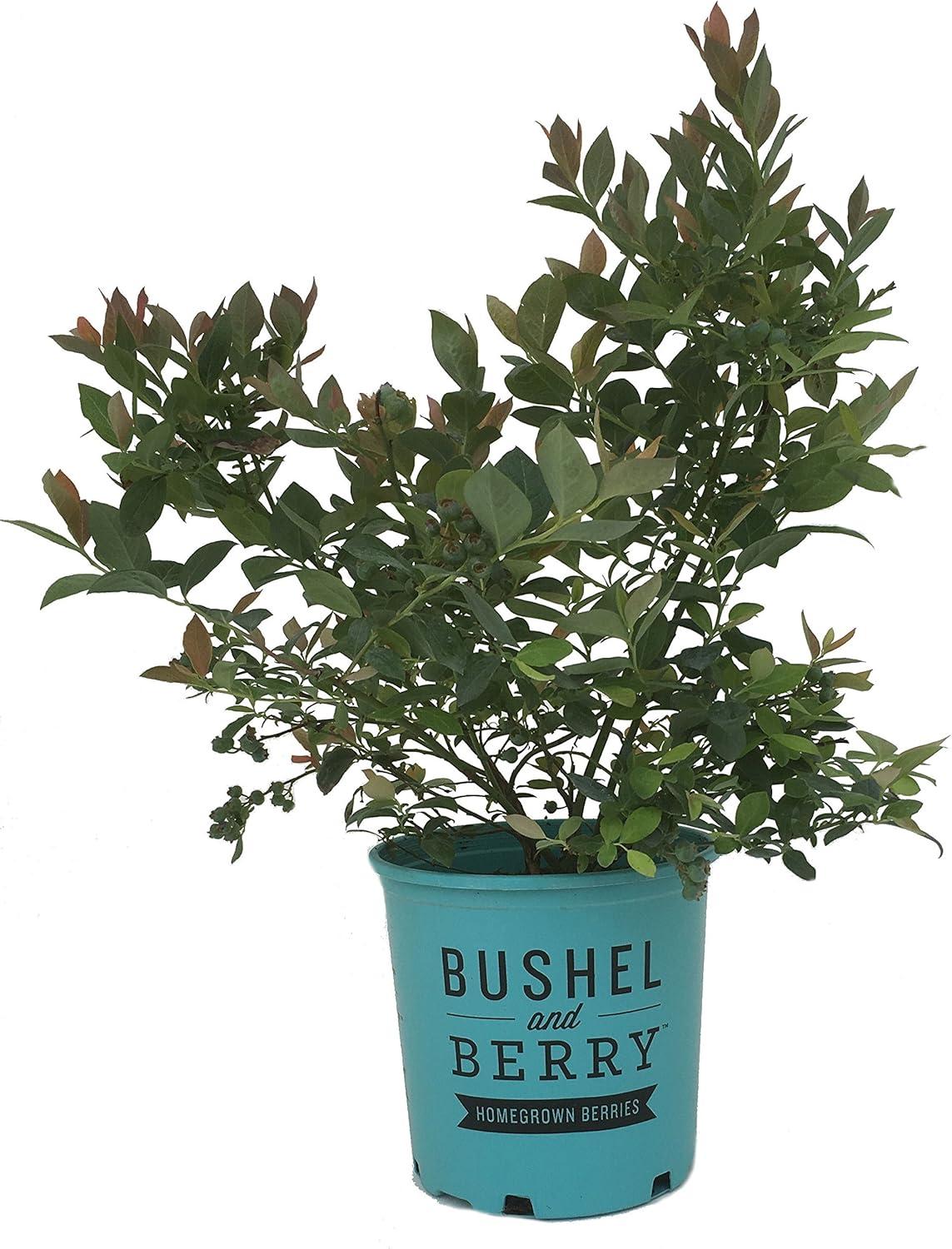 Vaccinium Pink Icing Blueberry Shrub in 1-Gallon Container