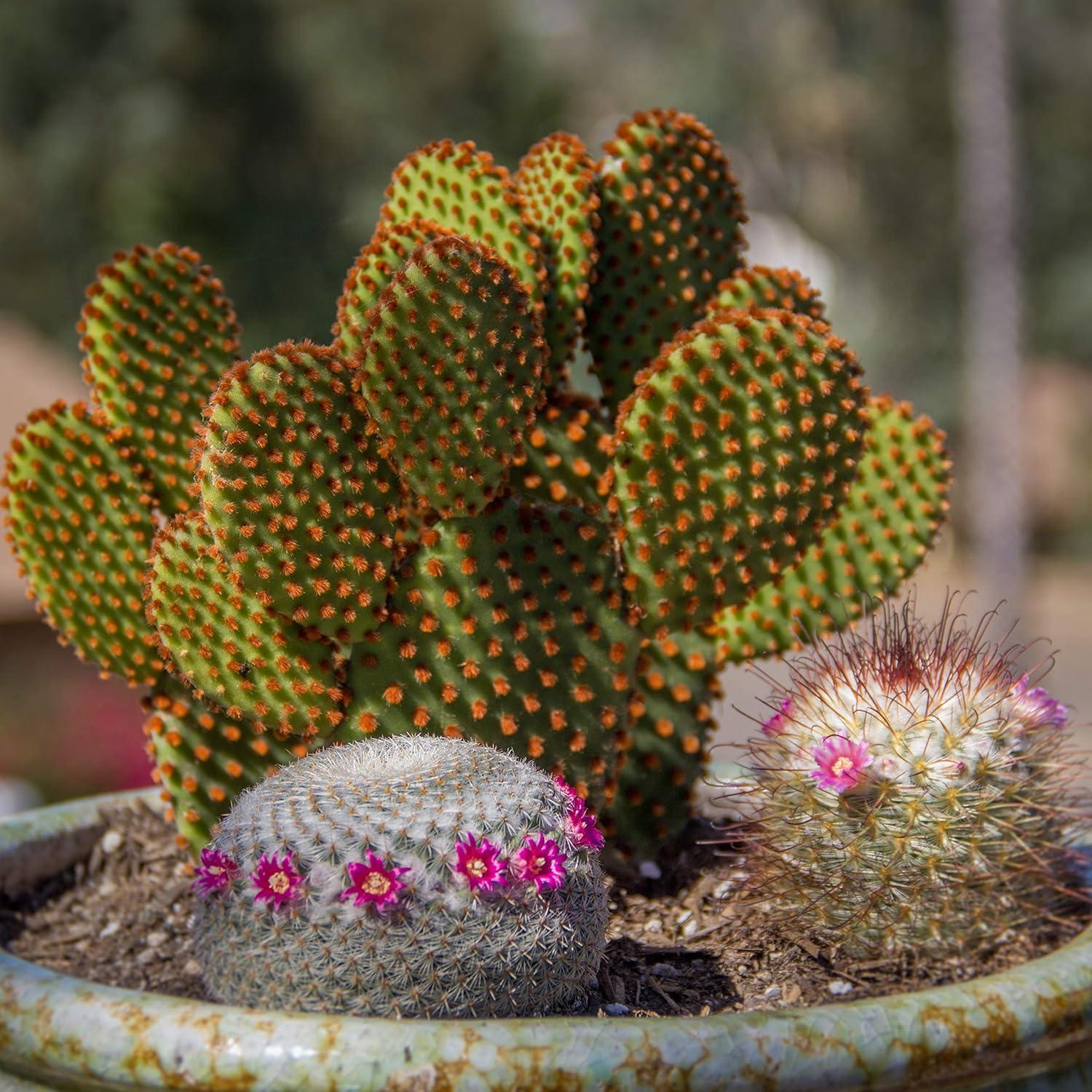 Altman Plants Large Cactus Plants 3-Pack; 3.5 Inch Grower Pots, Full Sun; Easy Plant Care