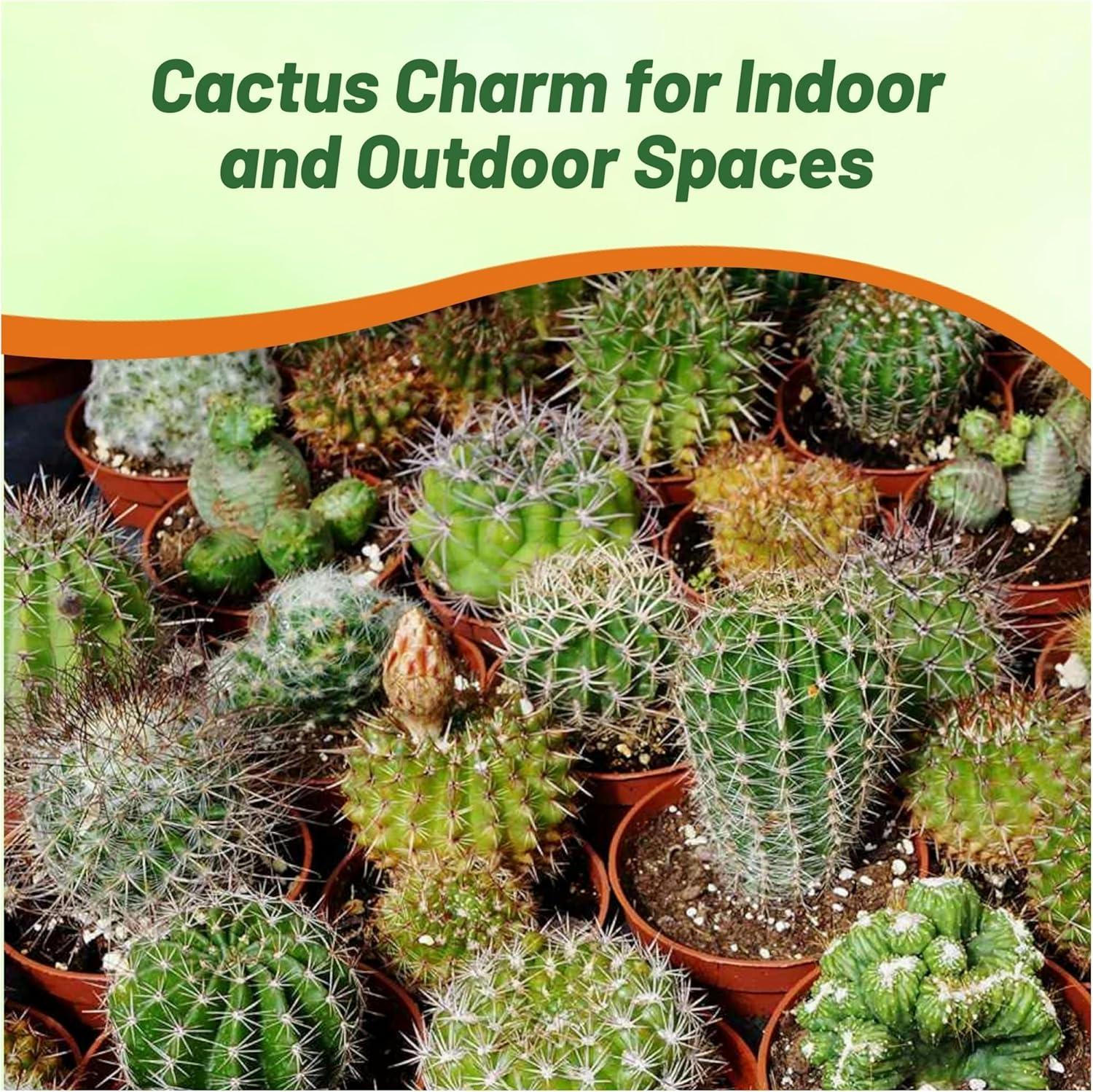 2000 Seeds Green and Brown Cactus Succulent Mix