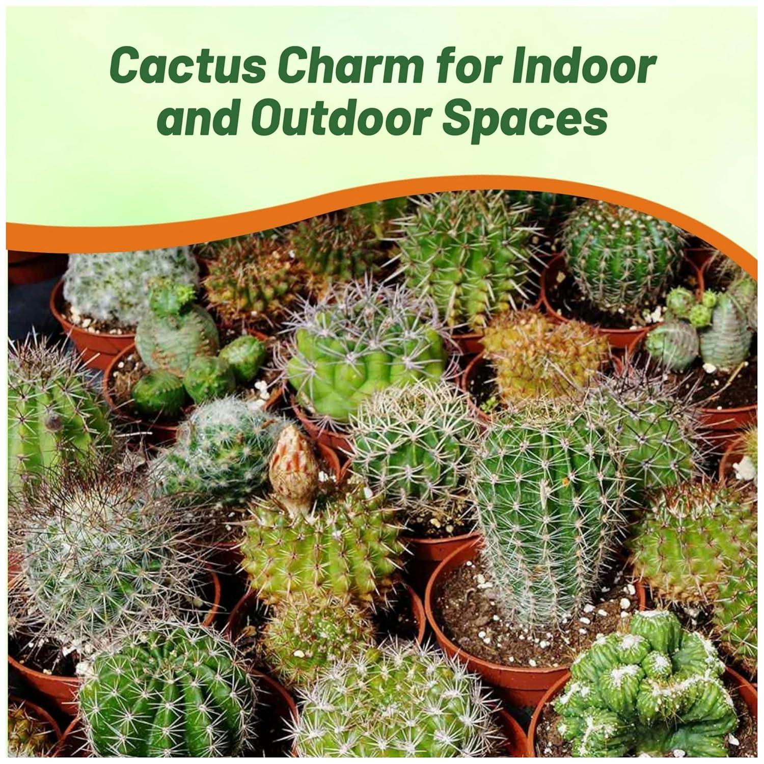 2000 Seeds Green and Brown Cactus Succulent Mix