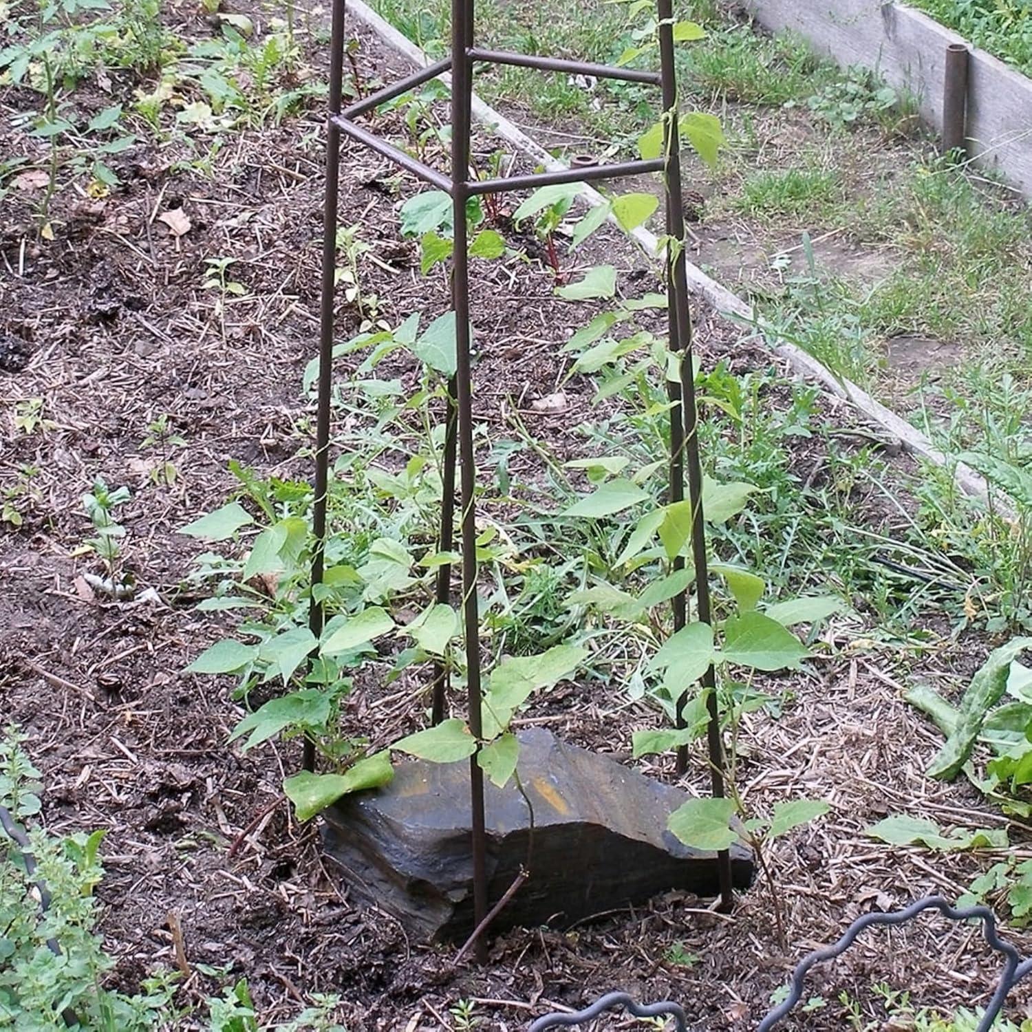 Roman Bronze 72-Inch Wrought Iron Trellis with Canopy