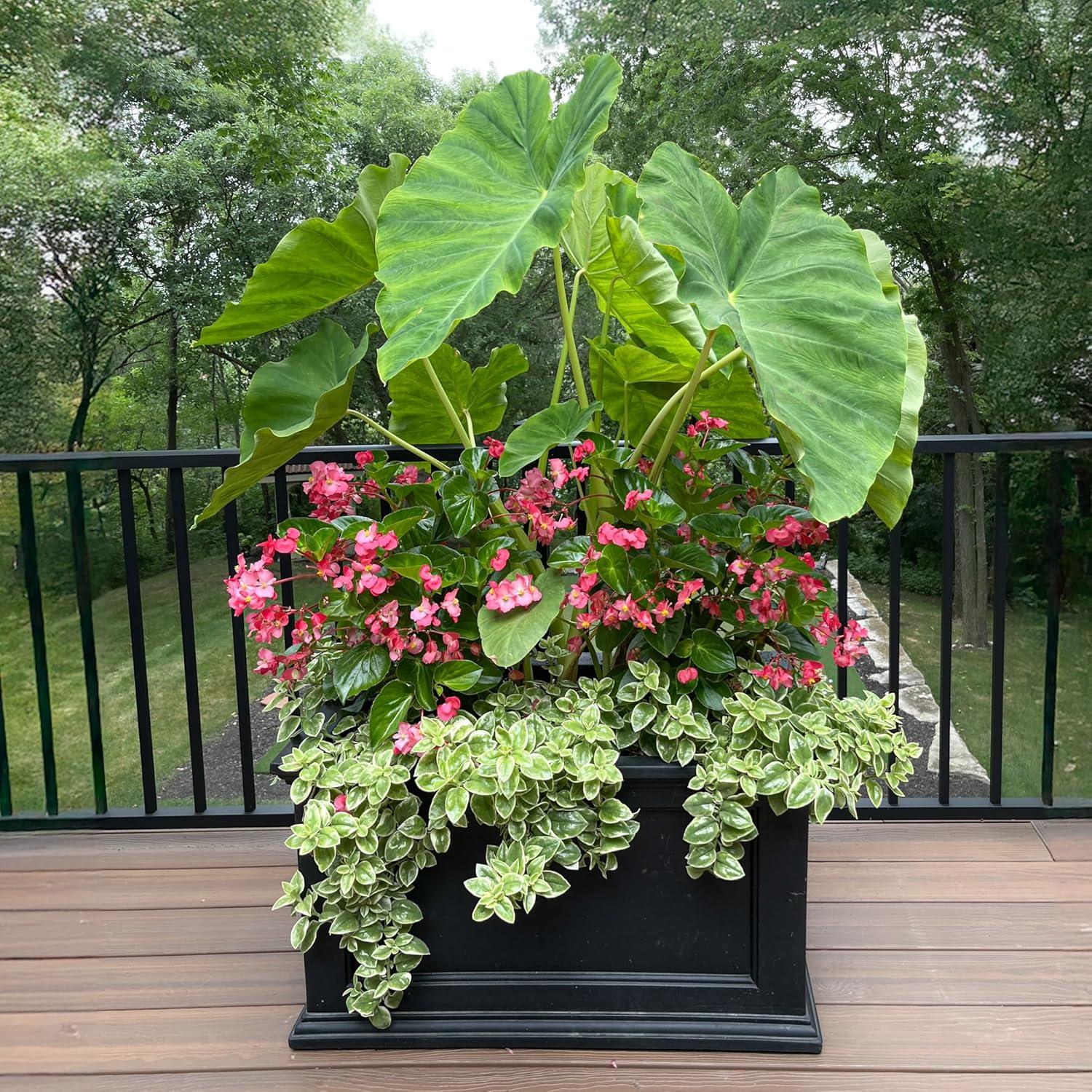 Winston Porter Anastasiya 20"x36" Resin Planter with Water Reservoir