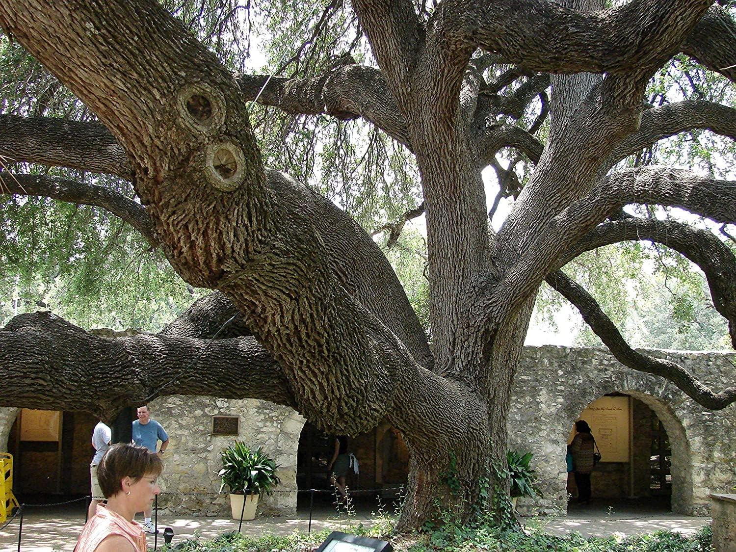 Southern Live Oak Tree with Dark Green Foliage, 3 Live Plants