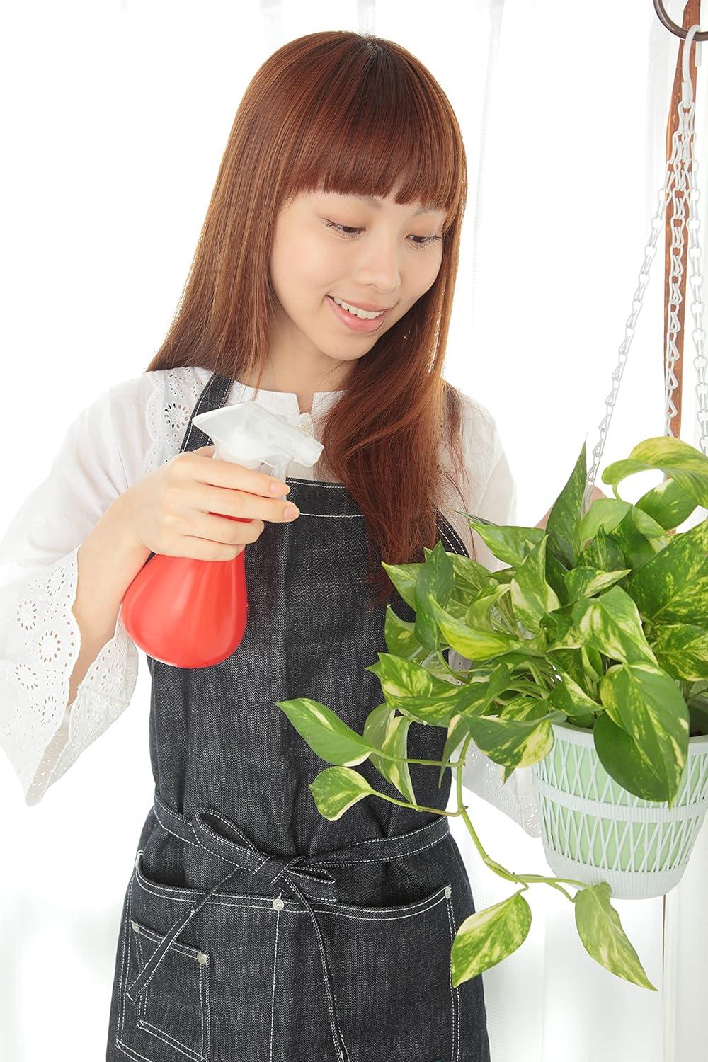 American Plant Exchange American Plant Exchange Marble Queen Pothos, 6-Inch Pot, Live Vining Plant, Easy Care Houseplant for Home & Garden