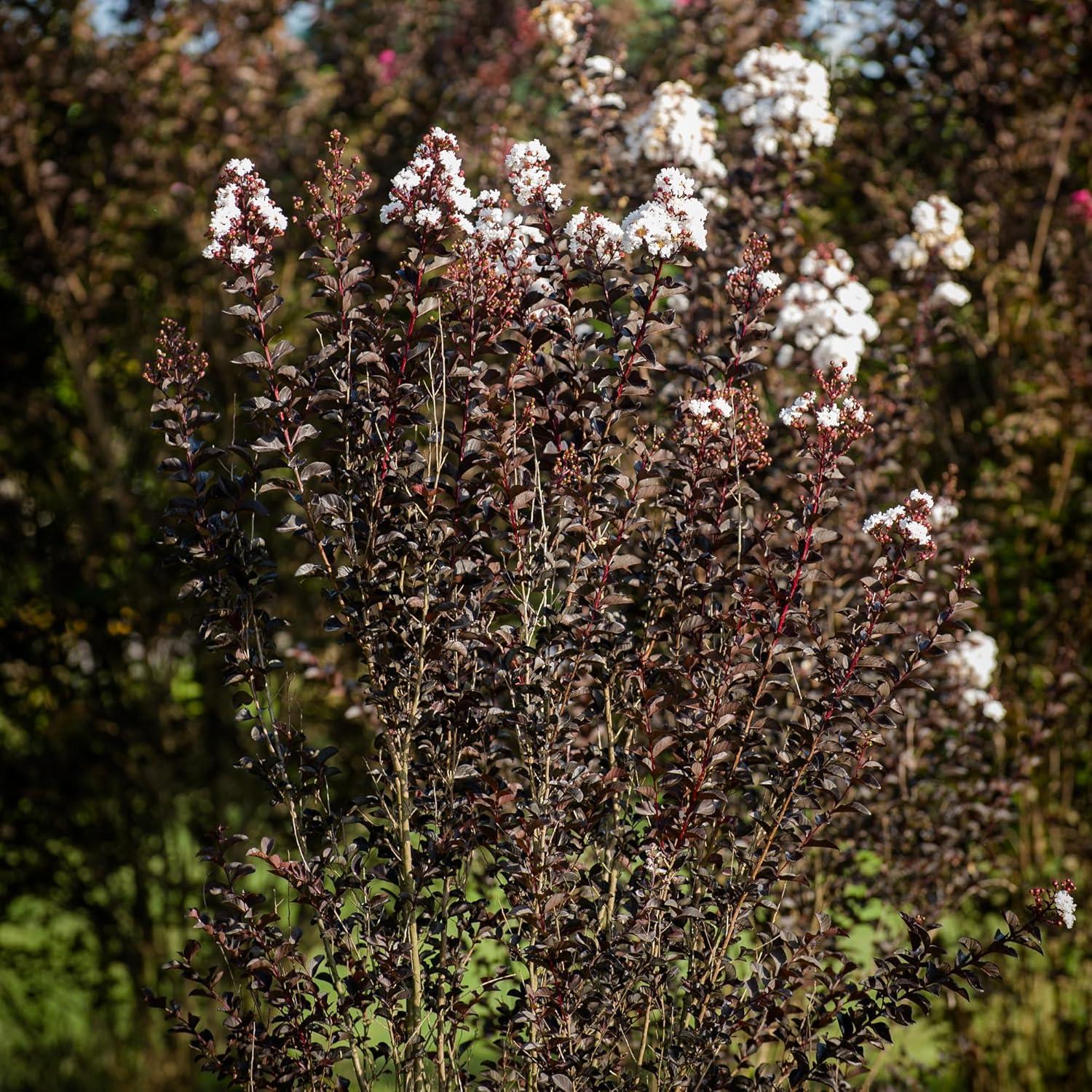 Pure White Black Diamond Crape Myrtle in 3-Gallon Container