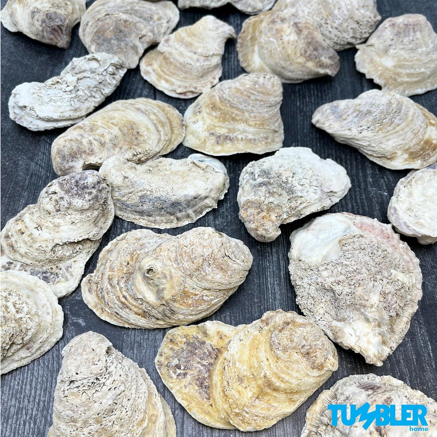 Oyster Shells for Crafts, 3" - 4" Large Oyster Shells, 20PCS Bulk Bag for DIY Crafting, Decoupage, Christmas Ornaments, Wreaths, Weddings, Beach Decor Arts & Crafts. Farmed in USA