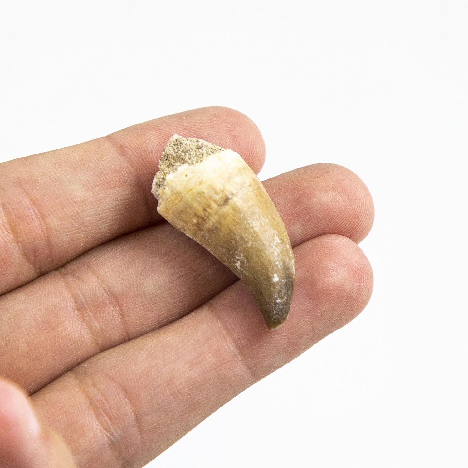 Museum Quality Mosasaurus Teeth - Genuine Mosasaur Dinosaur Tooth from The Late Cretaceous Period - A-Grade Dinosaur Fossils (Set of 10)