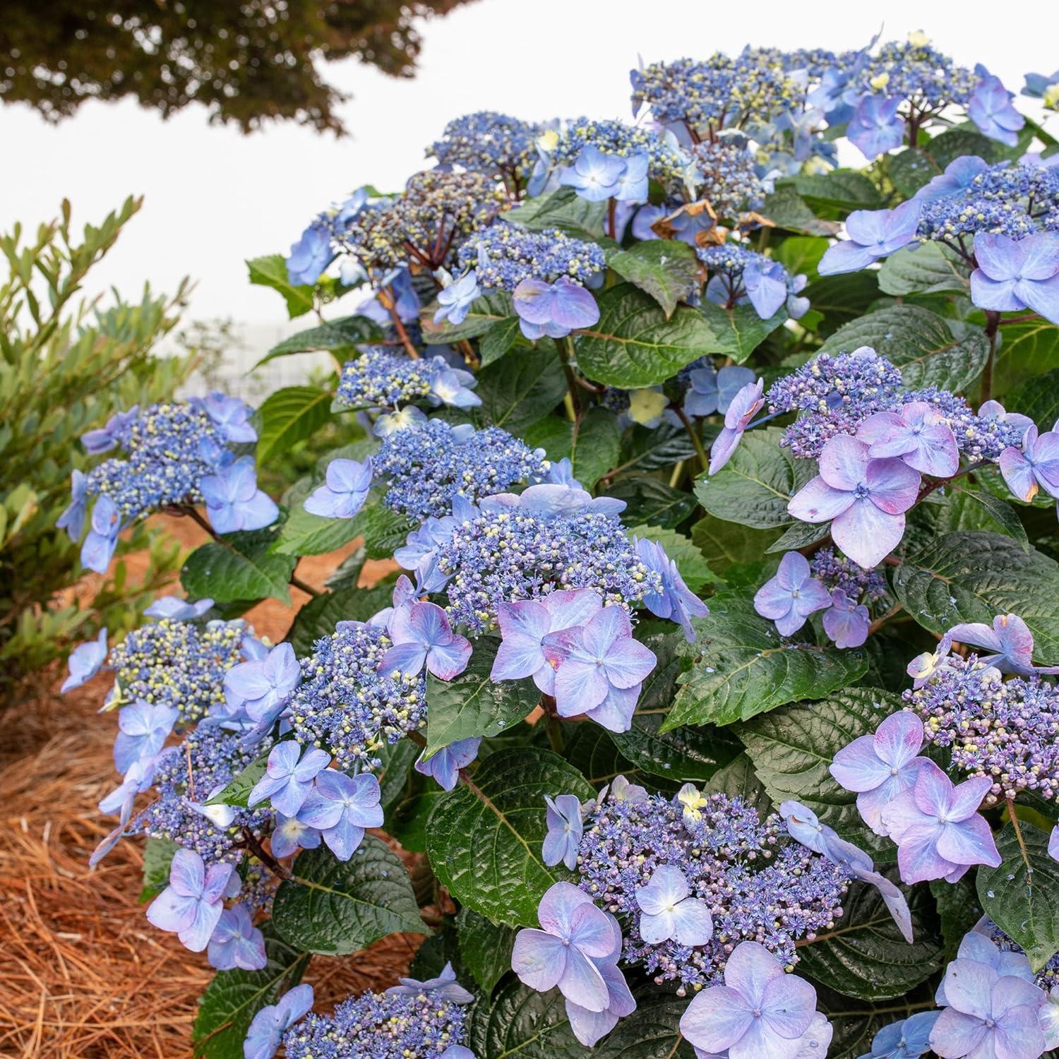 Compact Endless Summer Hydrangea 'Pop Star' - 2 Gallon Blue Lacecap