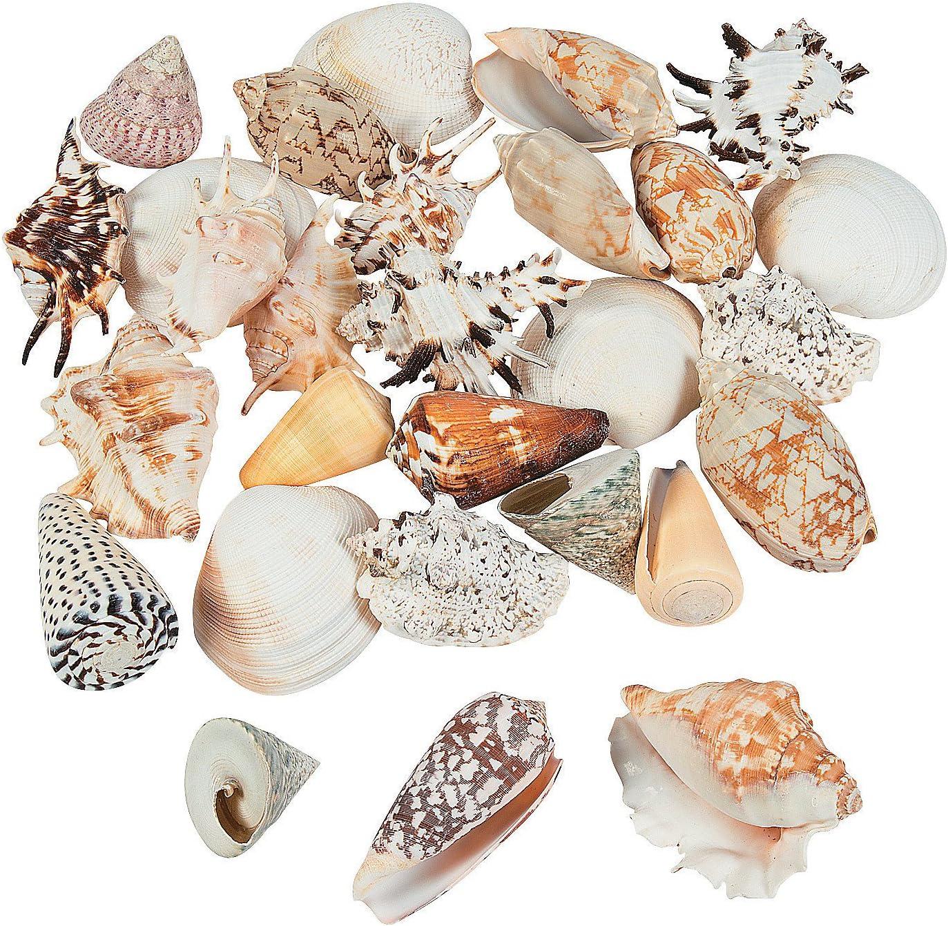 Large Size Seashell Assortment 5 Lbs - Craft Supplies - 1 Piece