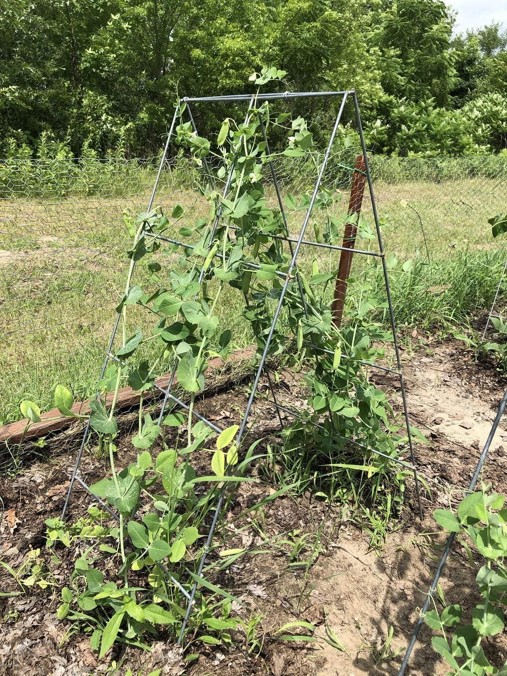 Glamos Wire 42 in. Steel A-Frame Vegetable and Plants Plant Support Grow Though Grid (5 Pack)