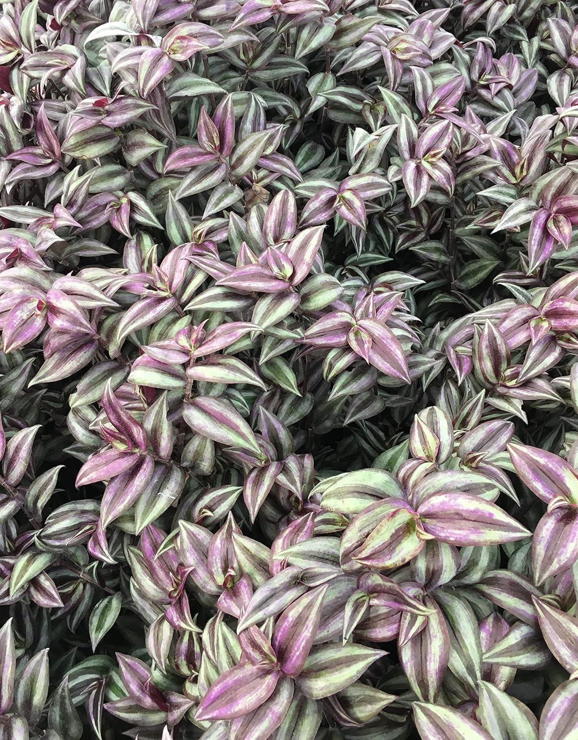 Daylily Nursery Wandering Jew Live Plant with 4in Pot