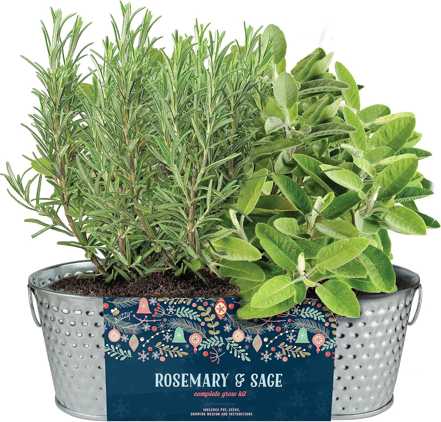 Buzzy Seeds Rosemary and Sage Holiday Herb Garden Indoor Starter Kit
