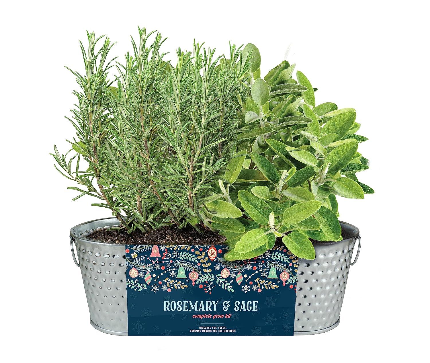 Buzzy Seeds Rosemary and Sage Holiday Herb Garden Indoor Starter Kit