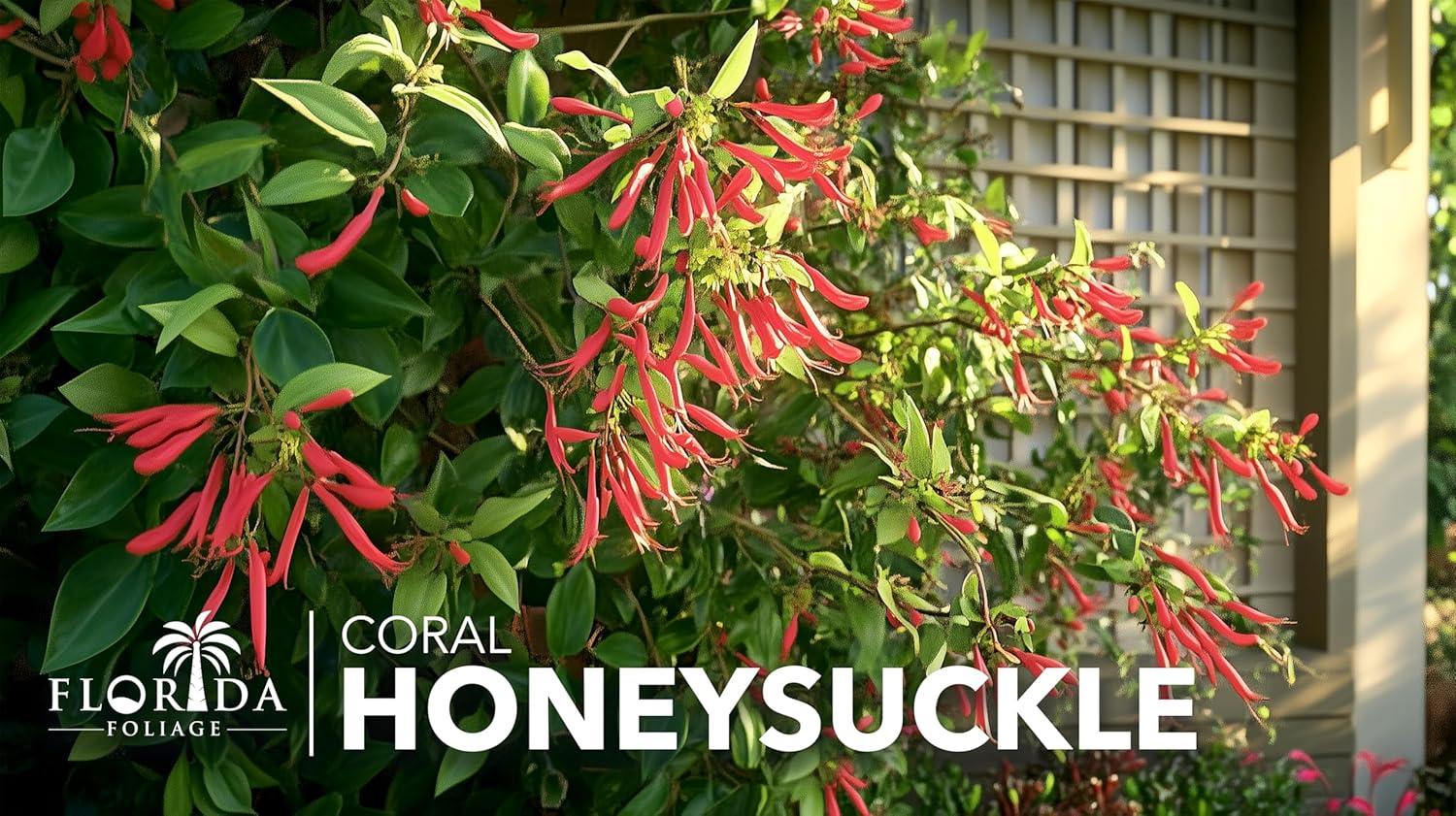 Coral Honeysuckle 3-Pack Live Plants for Hummingbirds