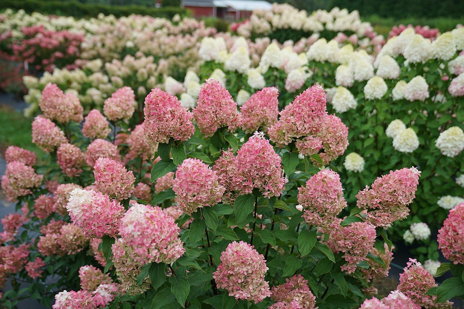 1 Gallon Multicolor Hydrangea with Large Blooms