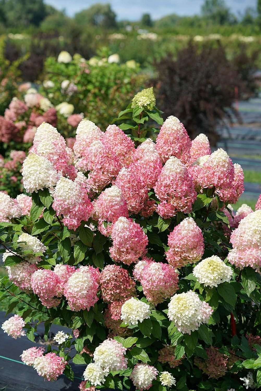 1 Gallon Multicolor Hydrangea with Large Blooms