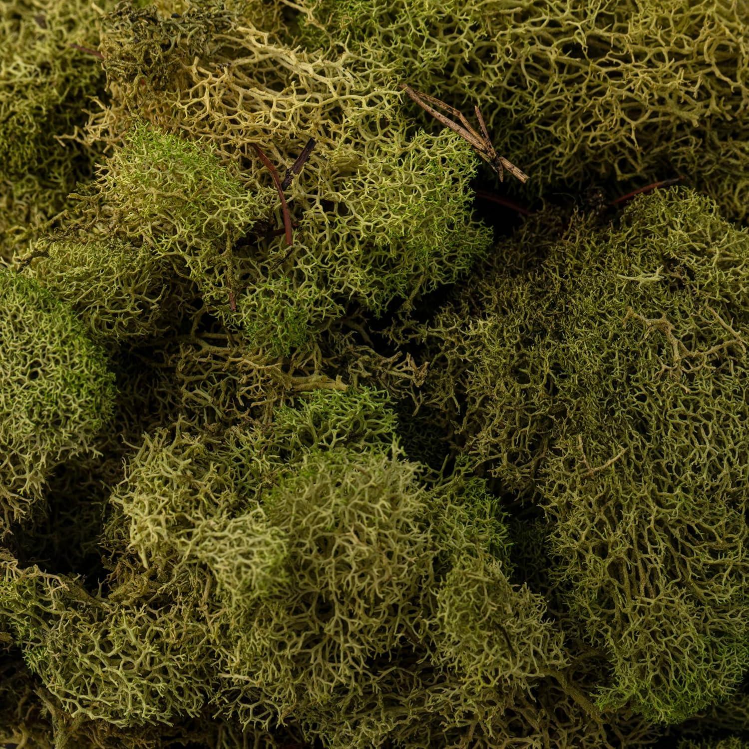 Quality Growers Preserved Reindeer Moss 108.5 Cubic Inches-Spring Green