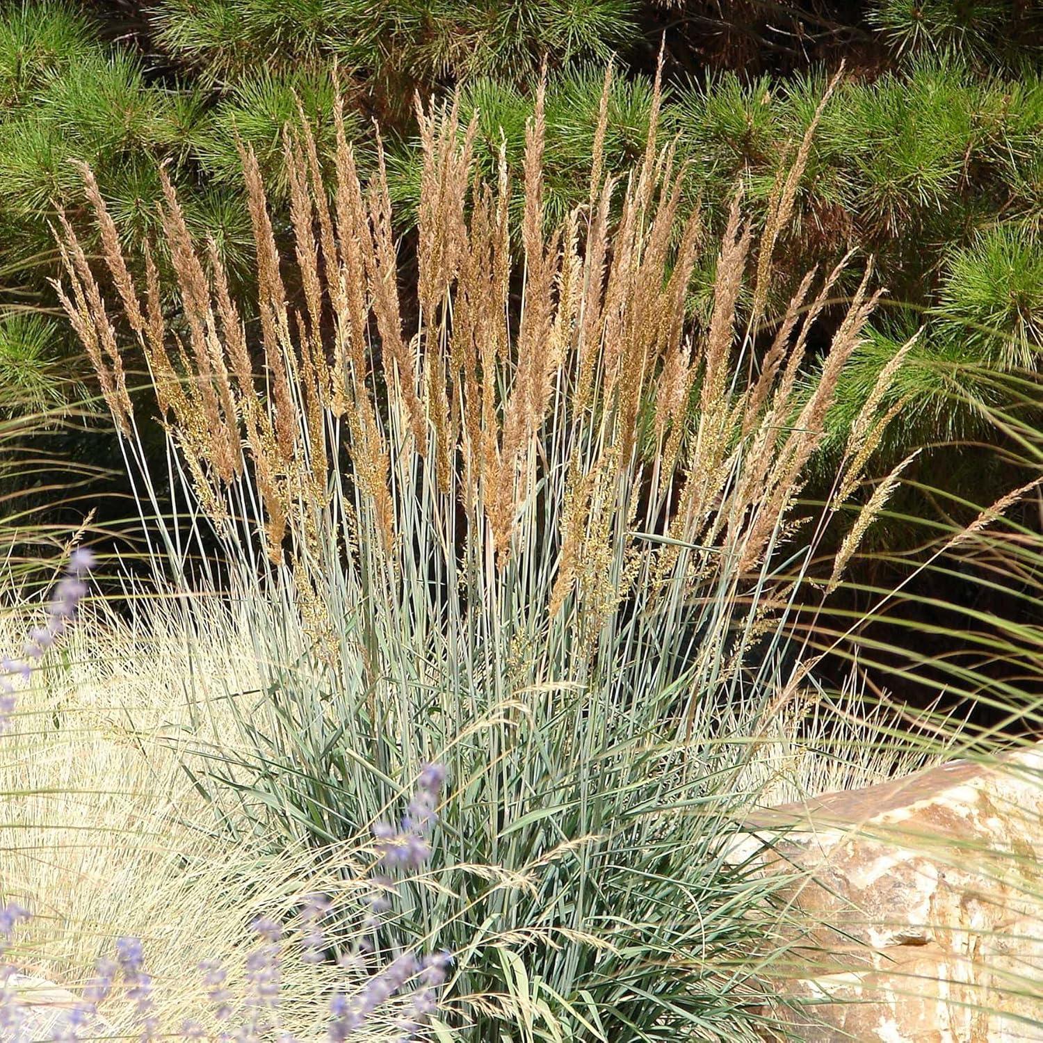 Outsidepride Indian Native Grass Seed - 5 lbs. Perennial, Low Maintenance, Drought-Tolerant Prairie Grass Seed for Wildlife Habitat, Livestock Forage, Ornamental Landscaping & Erosion Control
