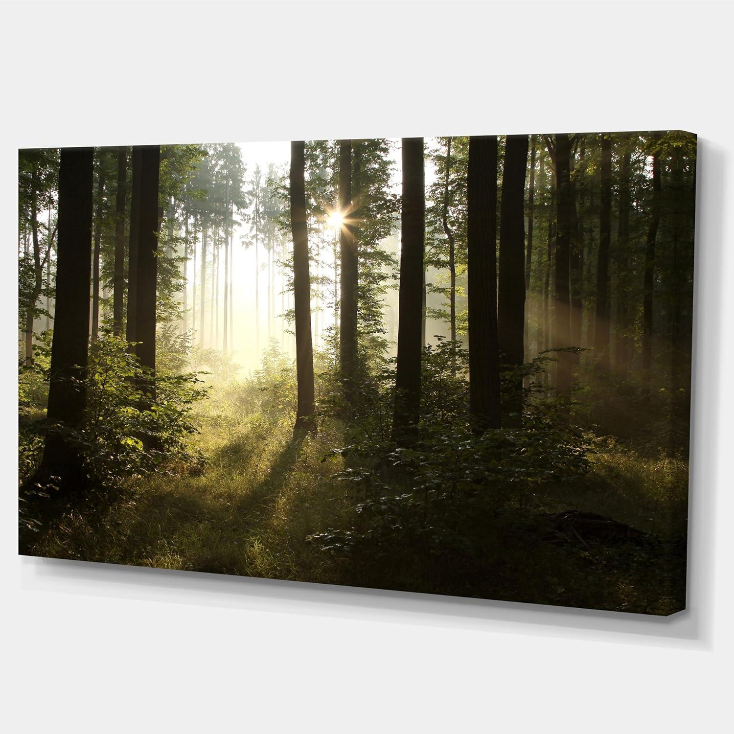 " Early Morning Sun In Misty Forest "