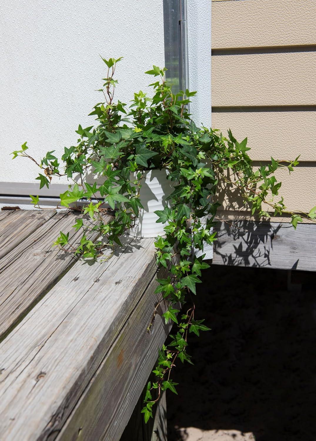 American Plant Exchange English Ivy Green, Live Plant, Medium Leaf, 6-Inch Pot, Vining Houseplant