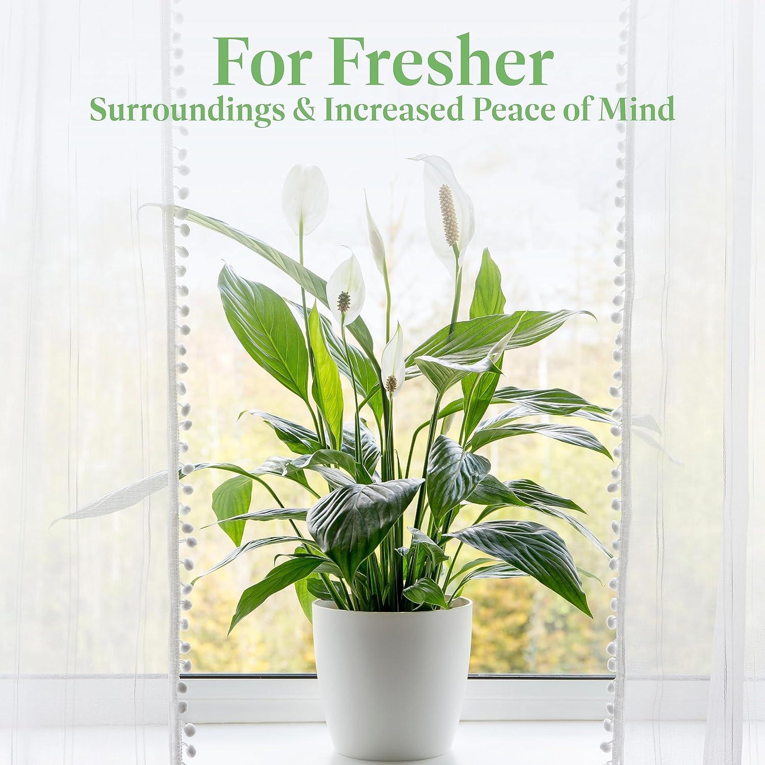 American Plant Exchange Spathiphyllum Peace Lily, Live Flowering Plant, 6-Inch Pot, Low-Light, Easy Care, Air-Purifying Houseplant