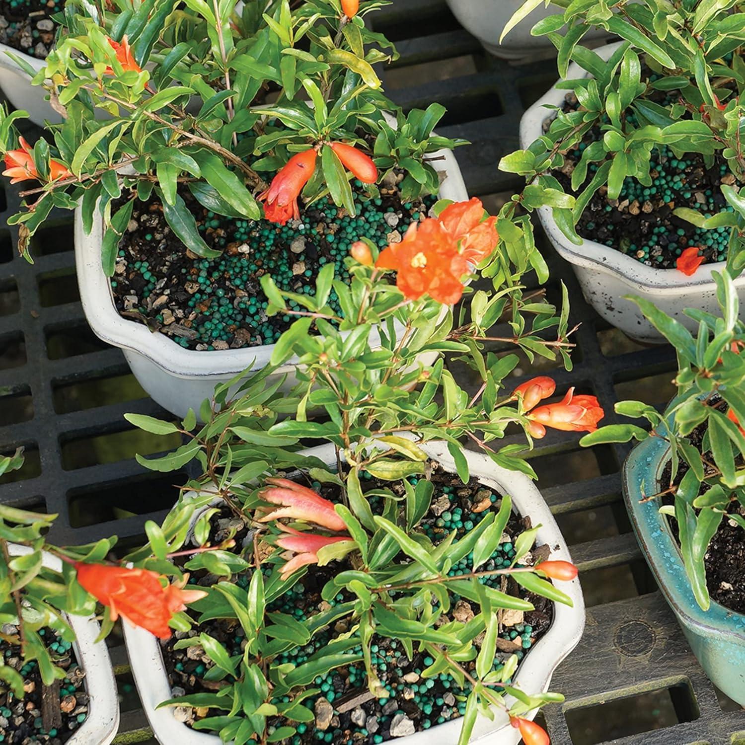 Brussel's Bonsai -in Orange Feature Dwarf Pomegranate In pot (with soil)