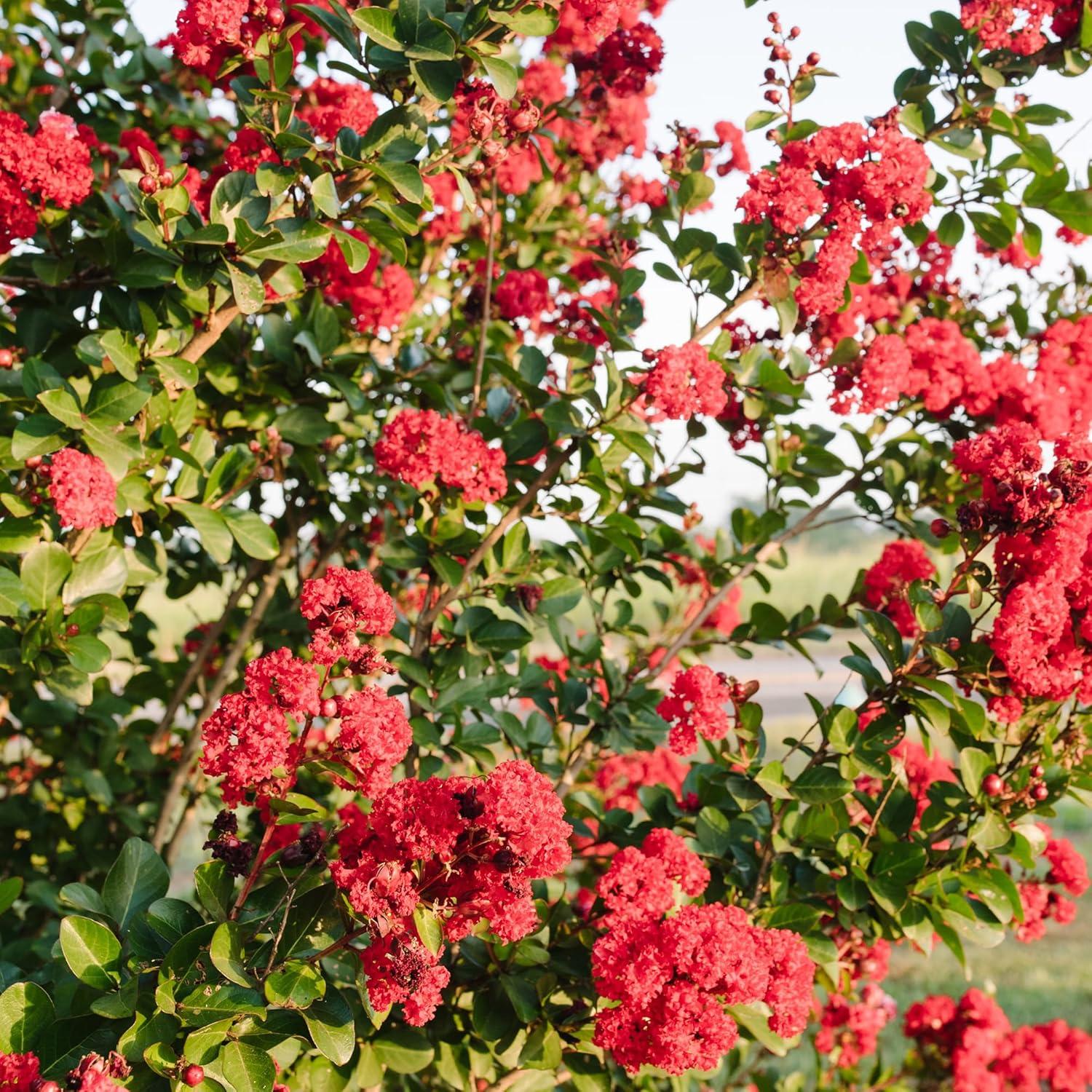First Editions Crape Myrtle Ruffled Red Magic Live Shrub (2 Gallon)
