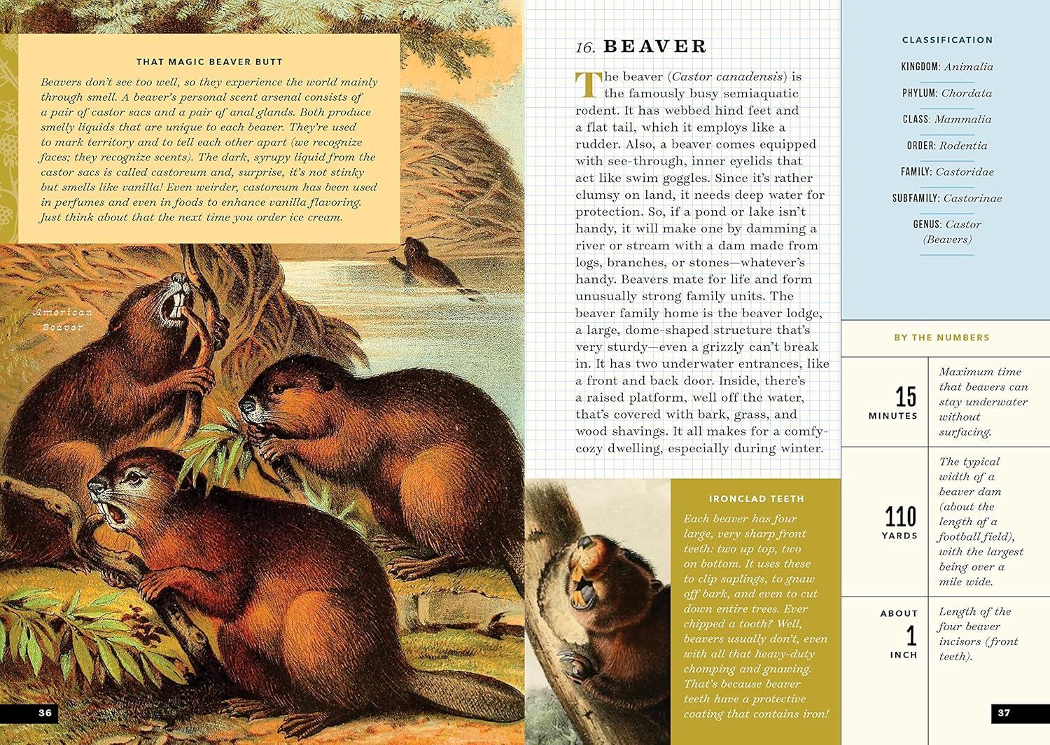 The Little Book of North American Mammals: A Guide for Kids