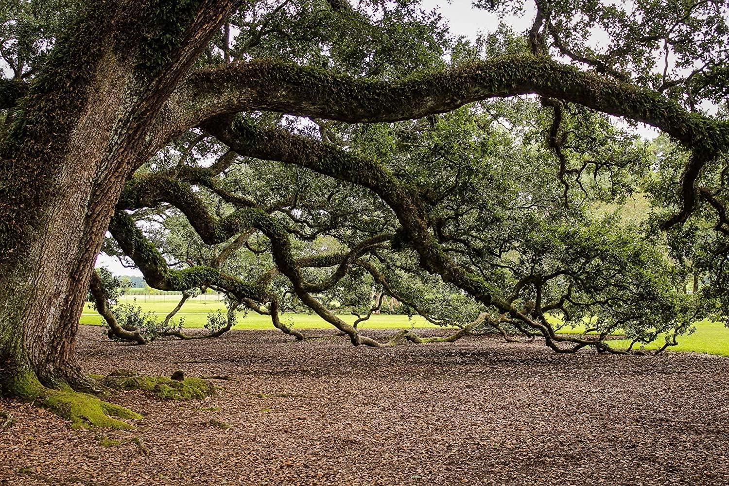 Southern Live Oak Tree with Dark Green Foliage, 3 Live Plants