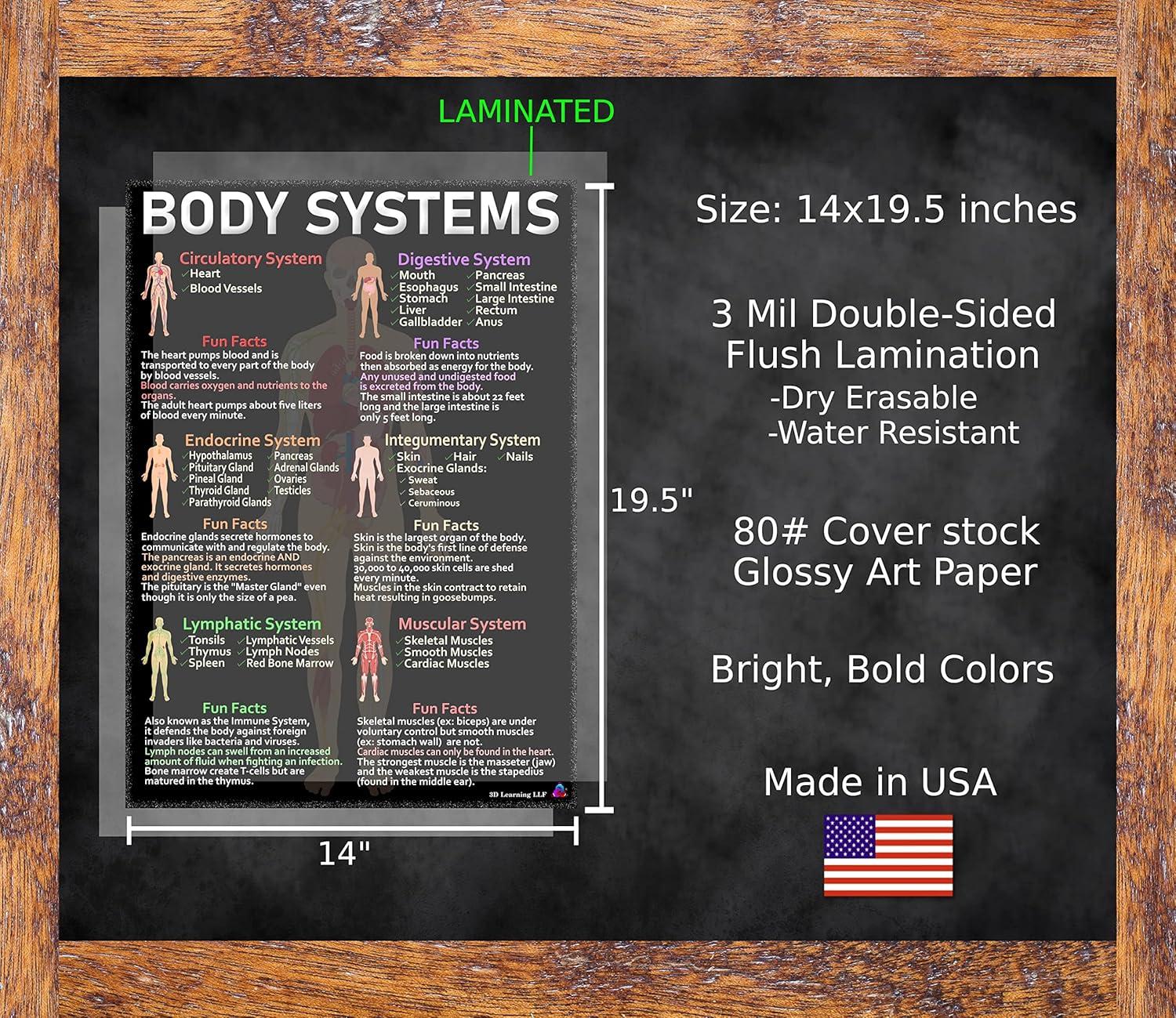 Human Anatomy & Body Systems Laminated Posters - 14x19.5, Science Educational Charts & Classroom Decorations, Back to School Supplies, Learning Posters for Biology Class, STEM & STEAM