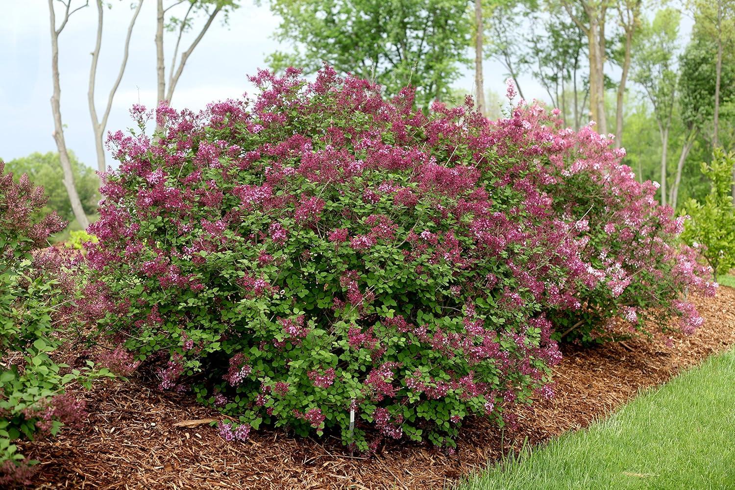 4.5 in. Dark Purple Reblooming Lilac Live Shrub