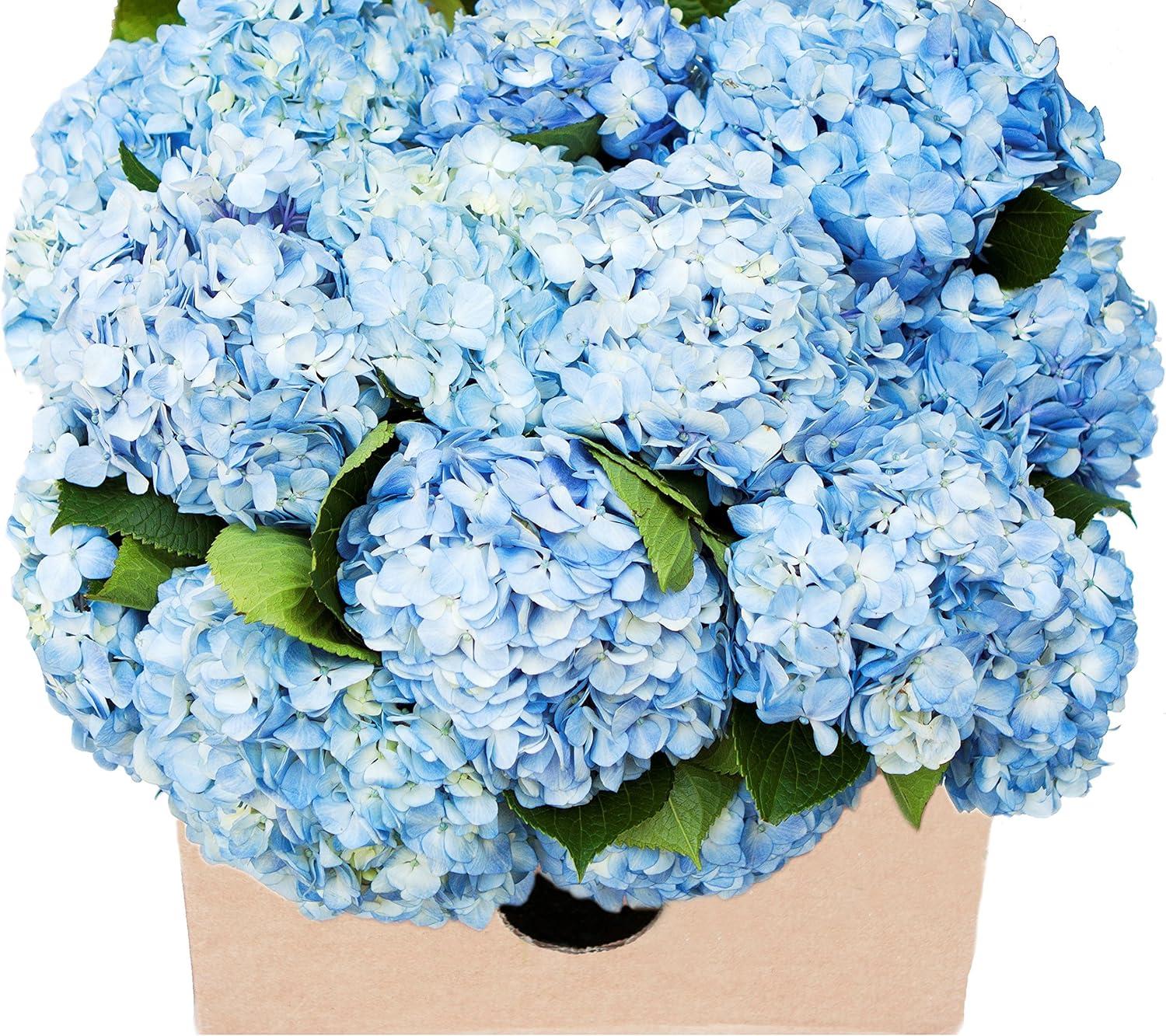 Blooms2Door 15 Blue Hydrangeas (Farm-Fresh, Naturally Colored)