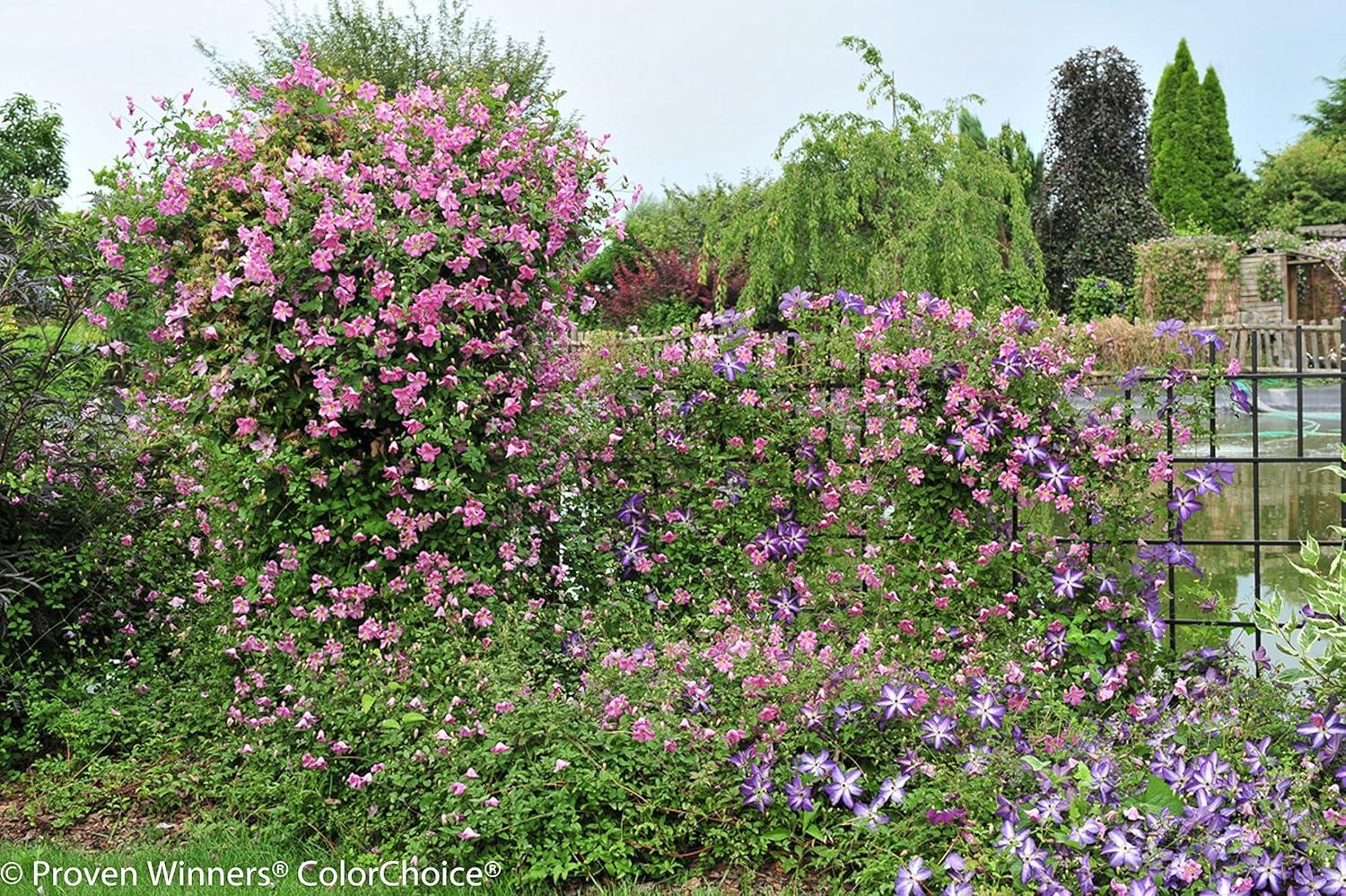 Pink Mink Clematis Trailing Flowering Shrub, 4.5 in. Quart