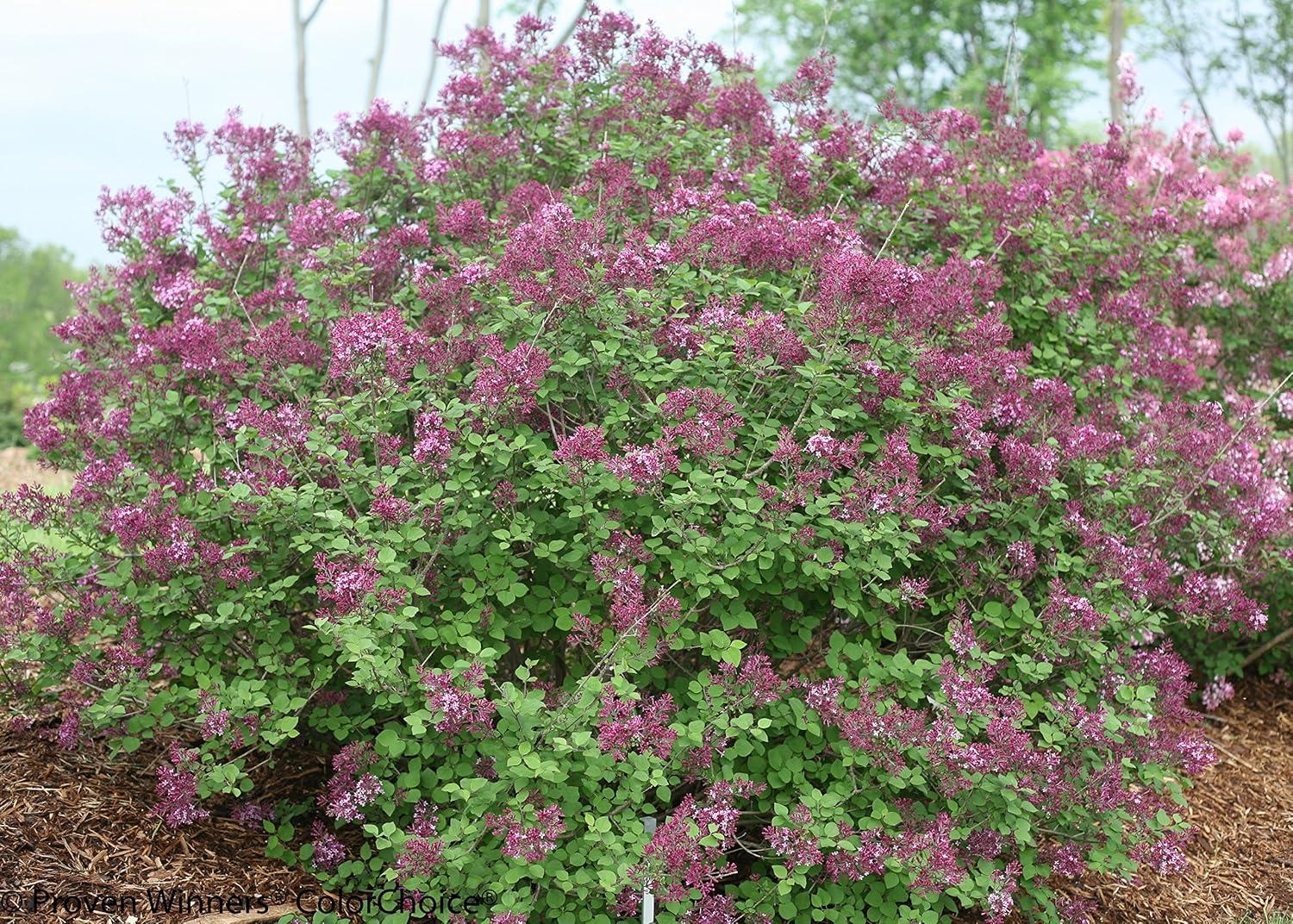 4.5 in. Dark Purple Reblooming Lilac Live Shrub