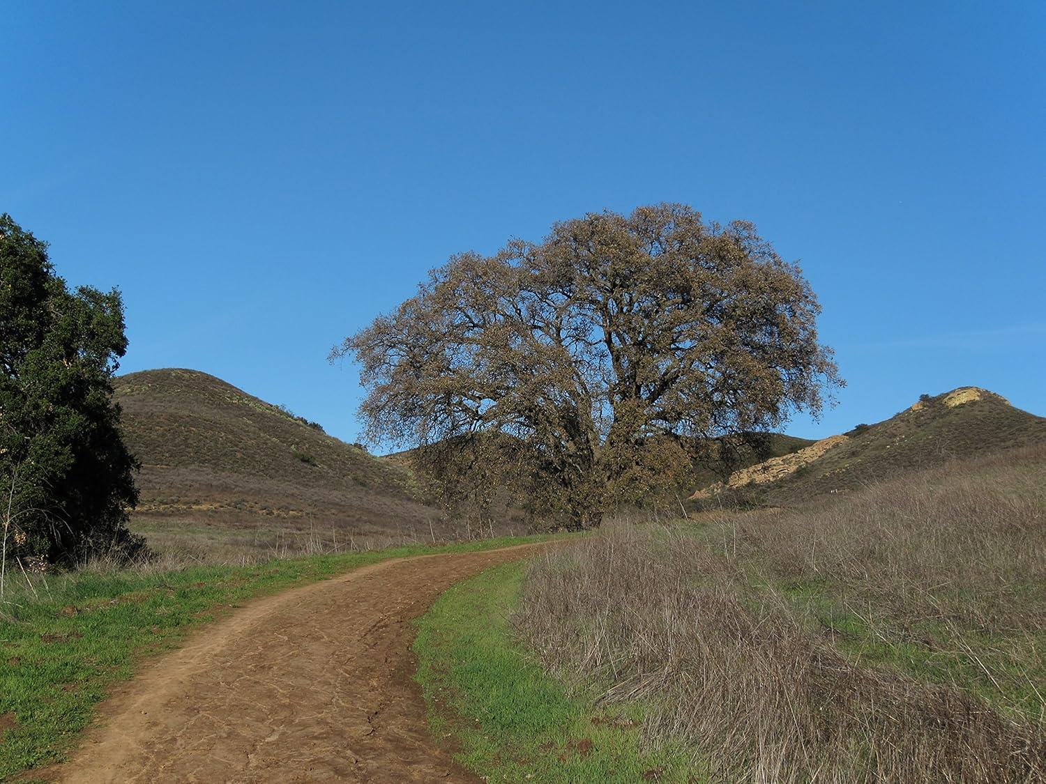 The Jonsteen Company Valley Oak Live Tree